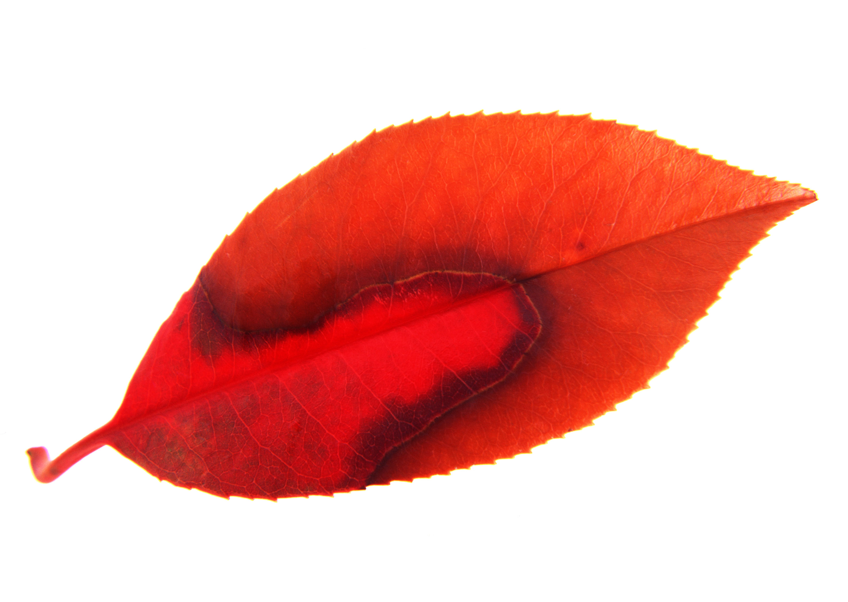 Free download high resolution image - free image free photo free stock image public domain picture -red leaf on white background