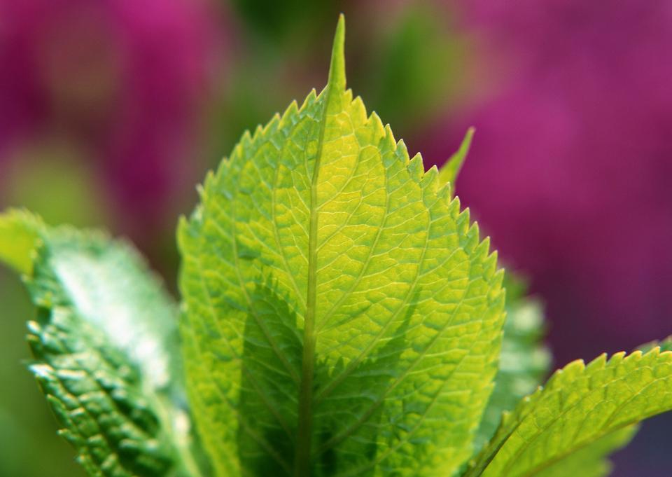 Free download high resolution image - free image free photo free stock image public domain picture  Green leaf