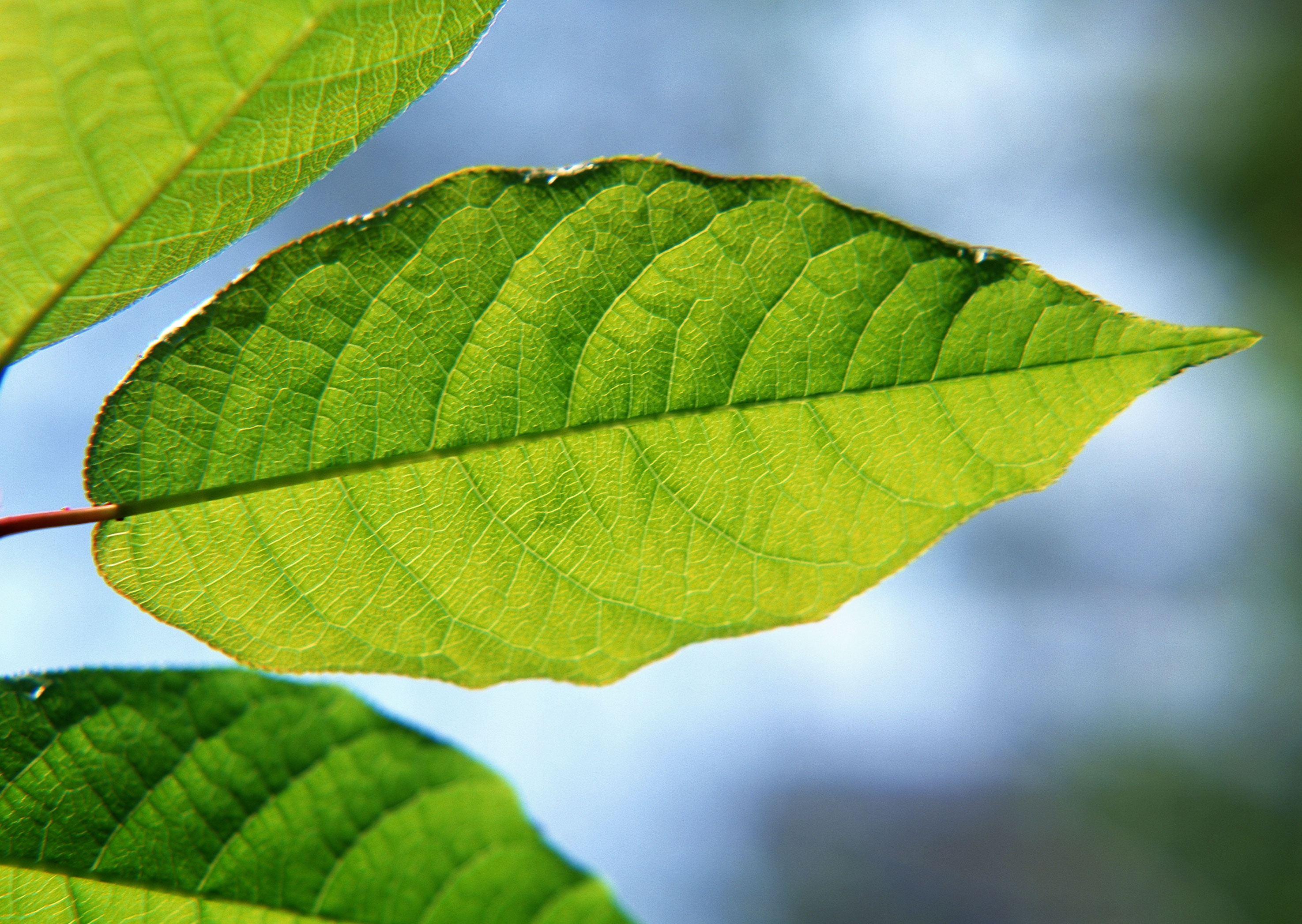 Free download high resolution image - free image free photo free stock image public domain picture -green background