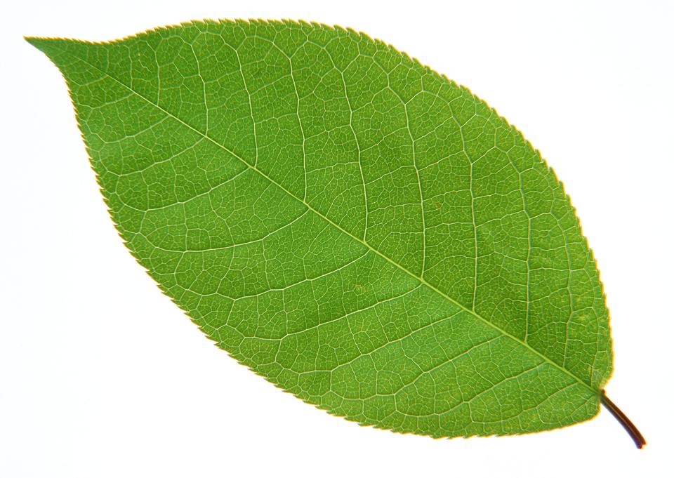 Free download high resolution image - free image free photo free stock image public domain picture  bright green leaf on a white background