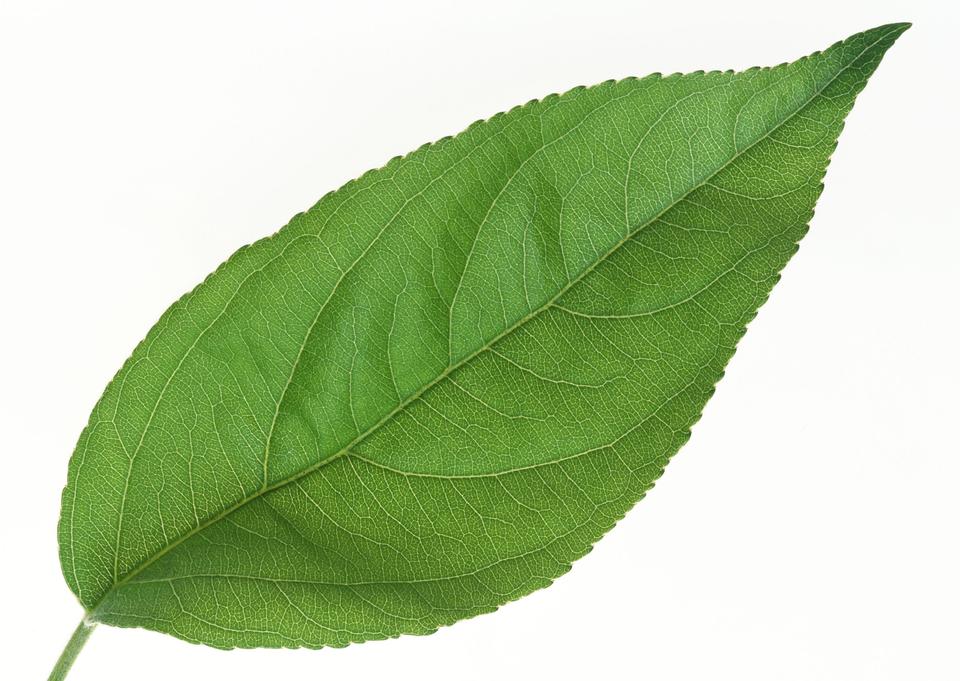 Free download high resolution image - free image free photo free stock image public domain picture  One green fresh leaf