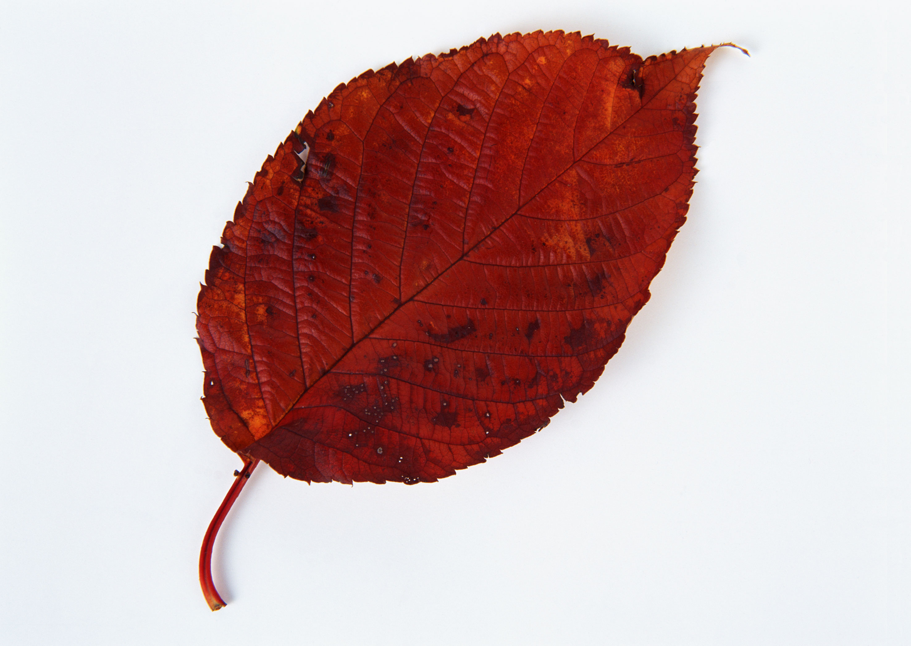 Free download high resolution image - free image free photo free stock image public domain picture -Fall leaf isolated on white background