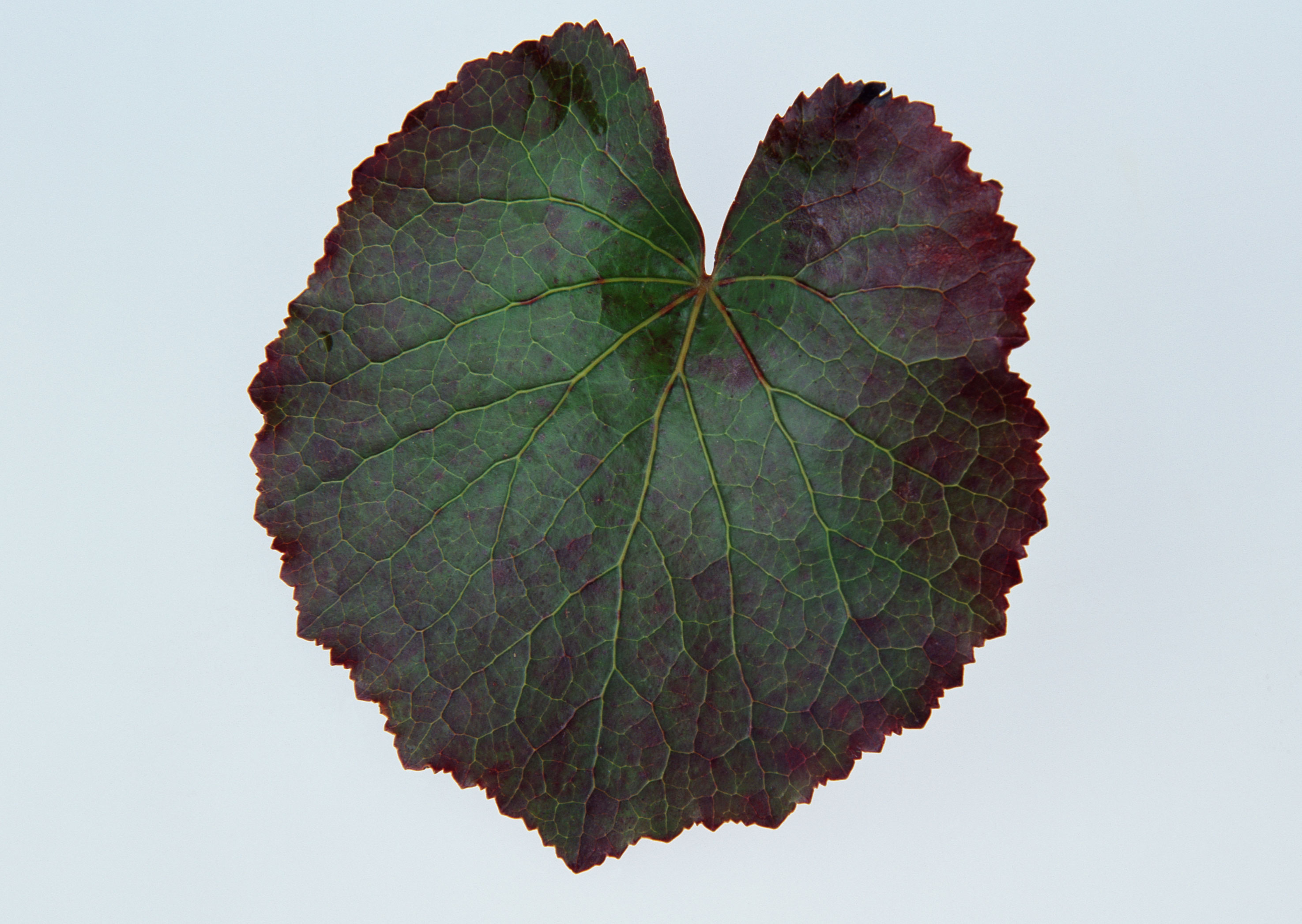 Free download high resolution image - free image free photo free stock image public domain picture -dark green leaf isolated in white