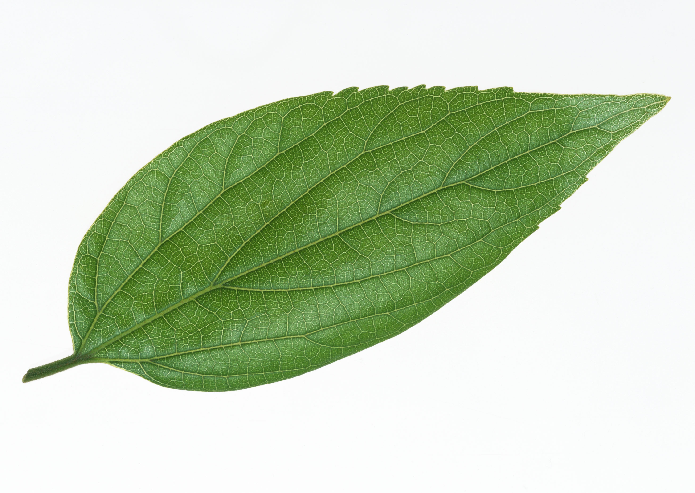 Free download high resolution image - free image free photo free stock image public domain picture -One green leaf