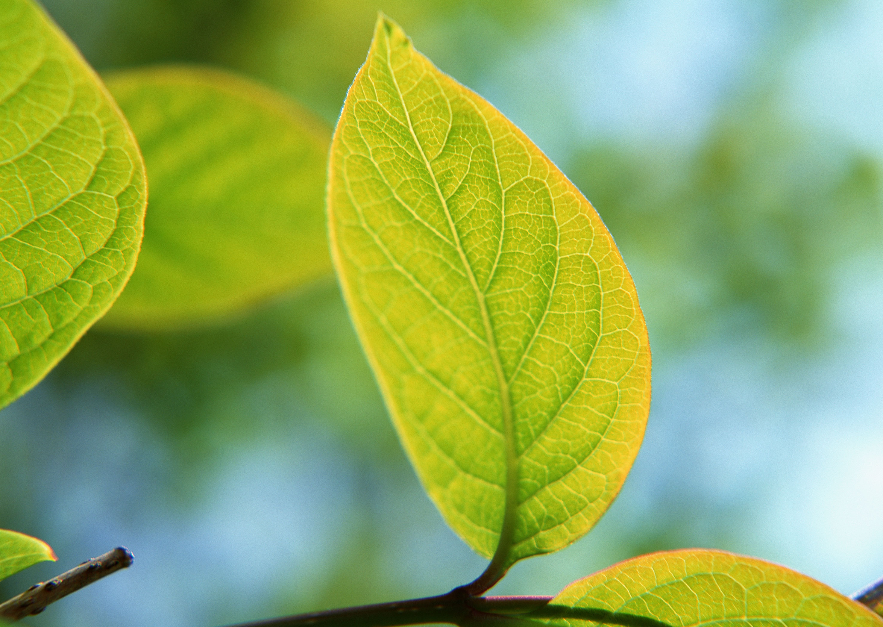 Free download high resolution image - free image free photo free stock image public domain picture -Green tree leaves summer nature