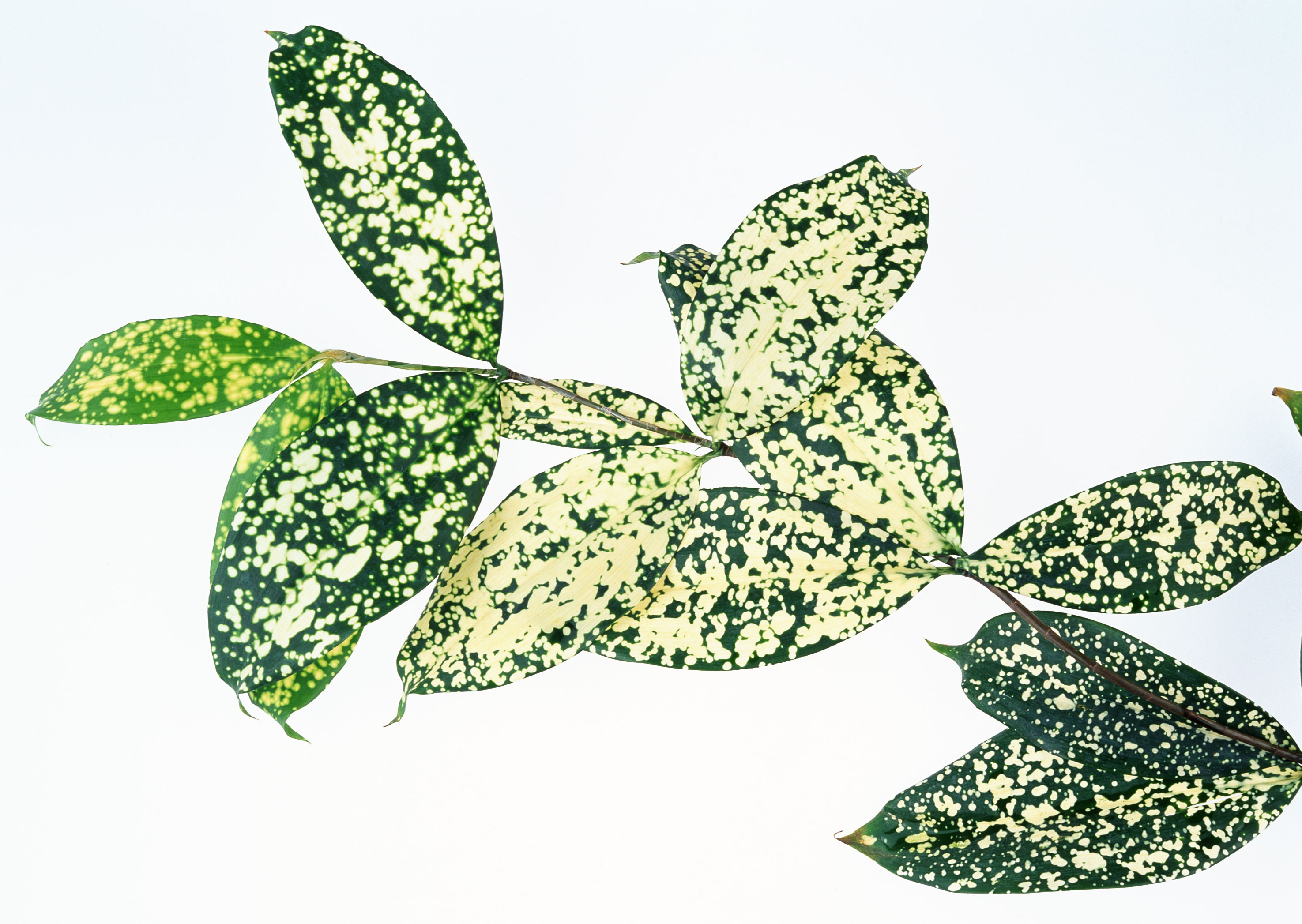 Free download high resolution image - free image free photo free stock image public domain picture -variegated aglaonema leaf