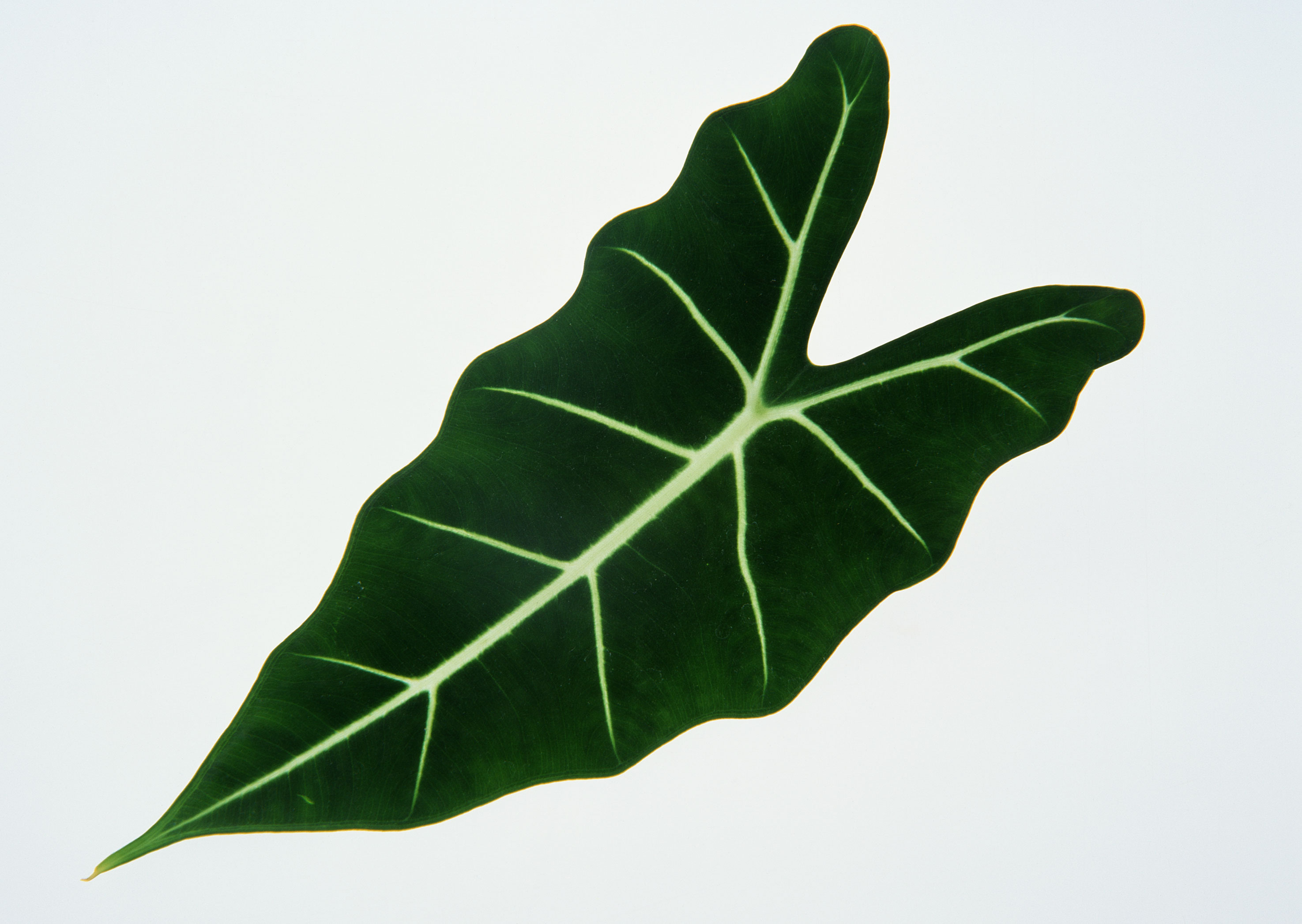 Free download high resolution image - free image free photo free stock image public domain picture -Green leaf