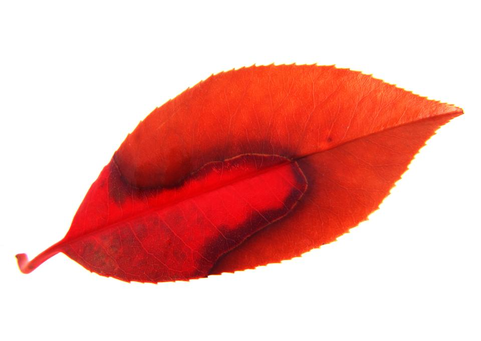 Free download high resolution image - free image free photo free stock image public domain picture  red leaf on white background