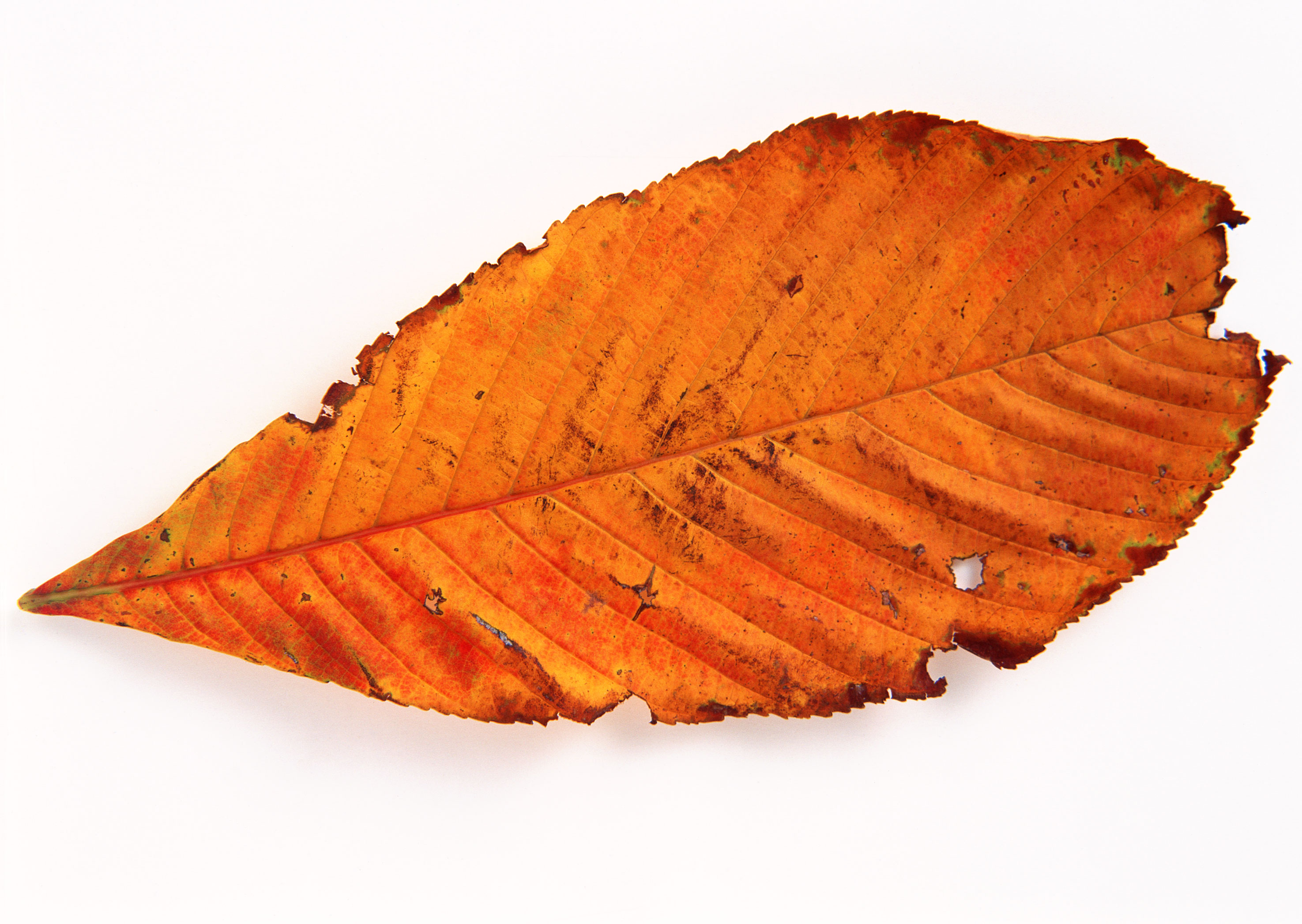 Free download high resolution image - free image free photo free stock image public domain picture -Golden isolated fallen cherry leaf