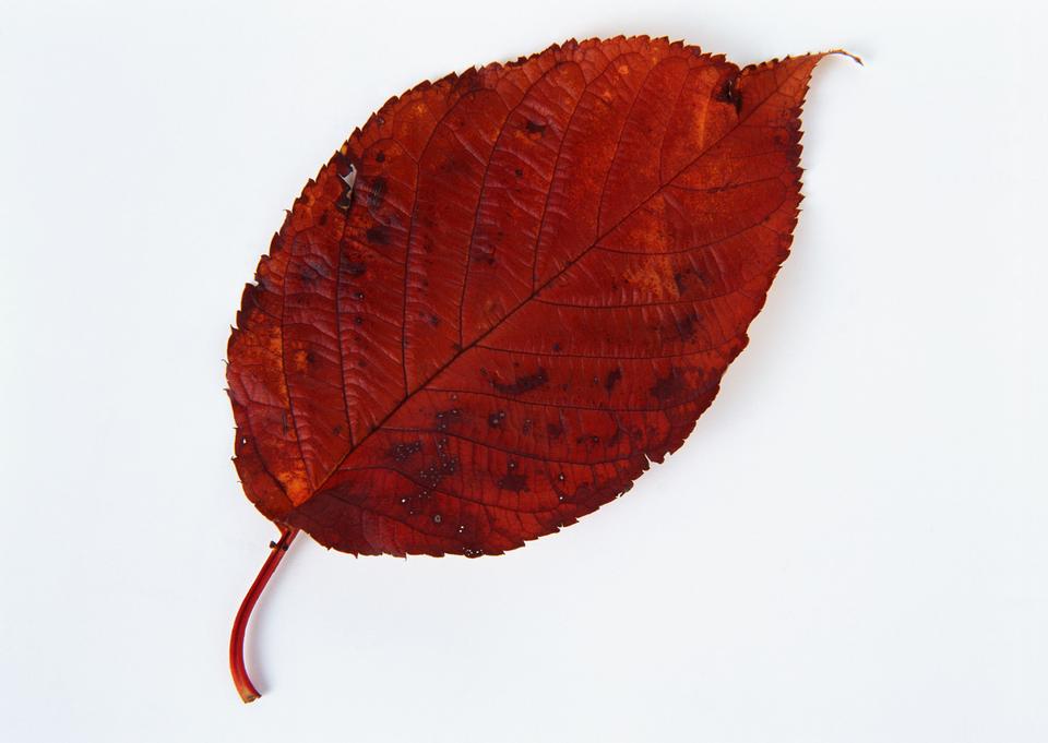 Free download high resolution image - free image free photo free stock image public domain picture  Fall leaf isolated on white background