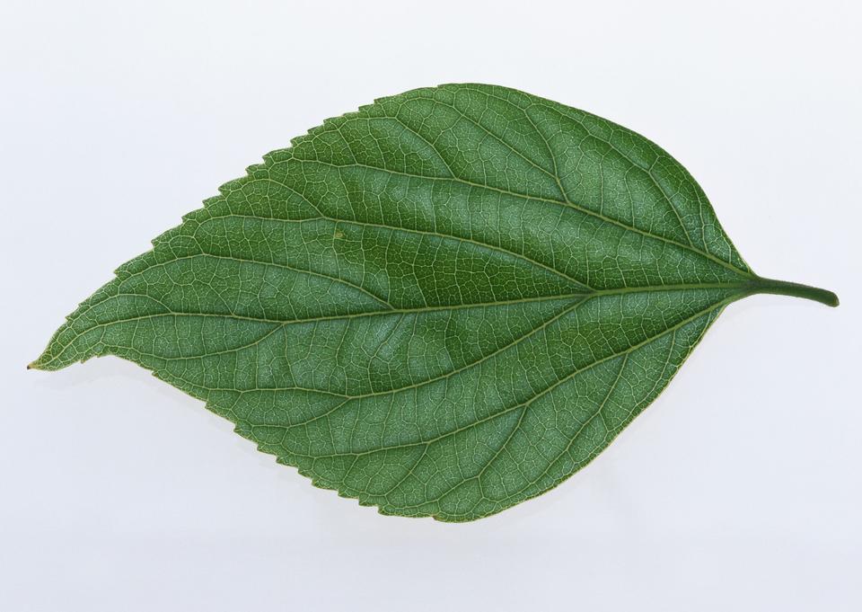 Free download high resolution image - free image free photo free stock image public domain picture  One green leaf close up on white background