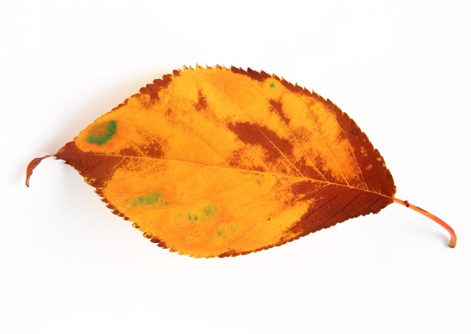 Free download high resolution image - free image free photo free stock image public domain picture  Damaged golden faded cherry leaf