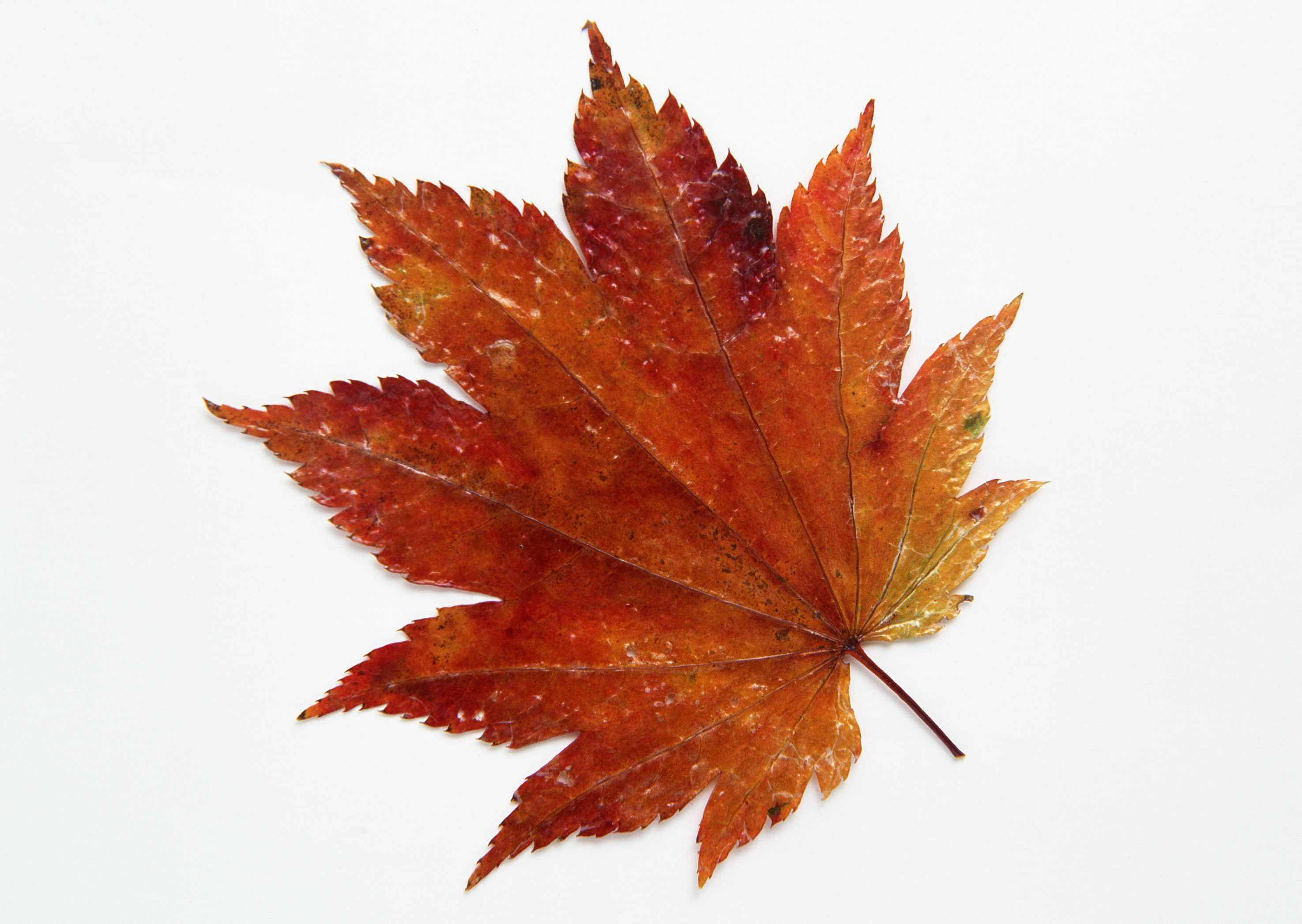 Free download high resolution image - free image free photo free stock image public domain picture -Autumn leaves brown