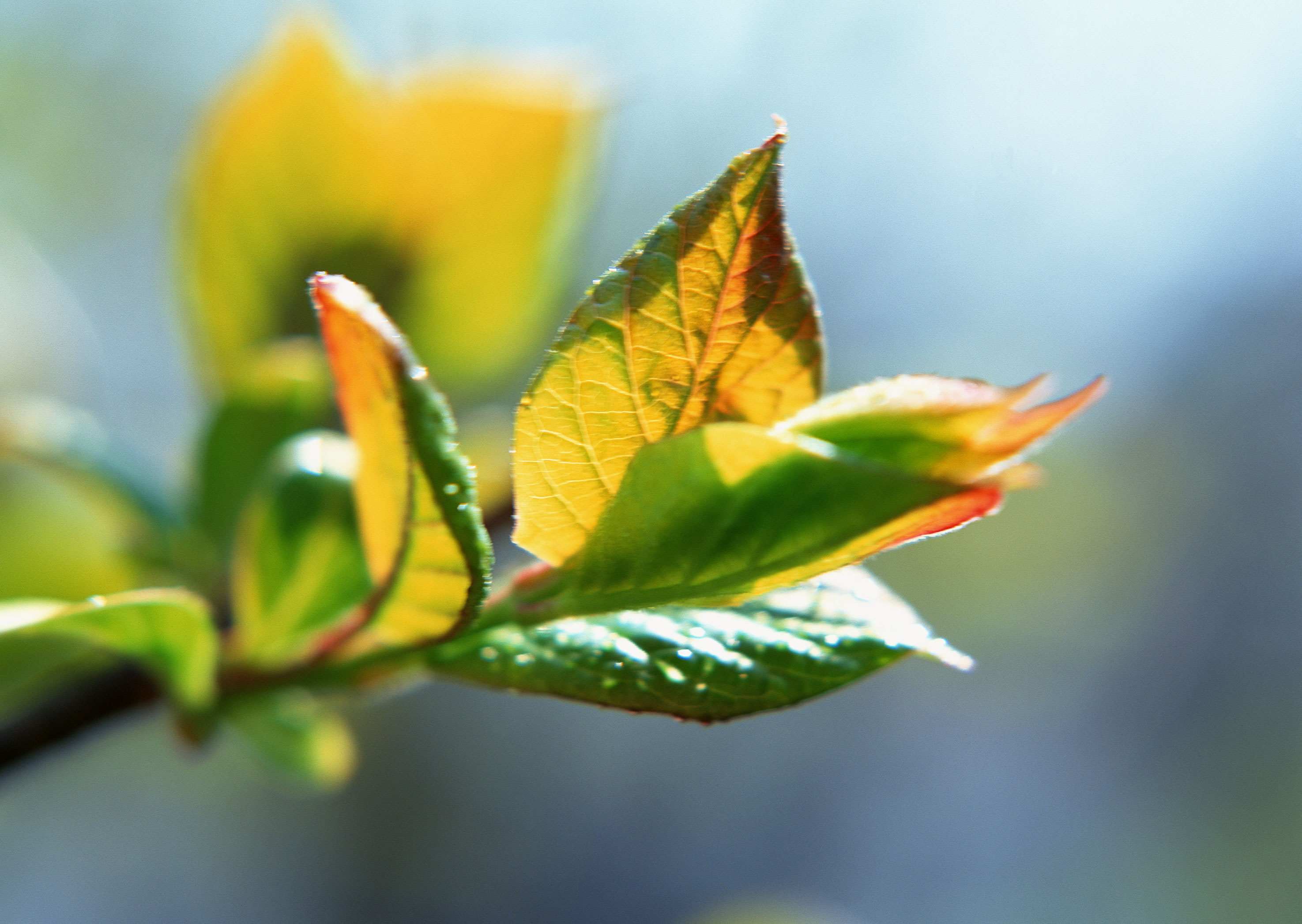 Free download high resolution image - free image free photo free stock image public domain picture -tea green leaves