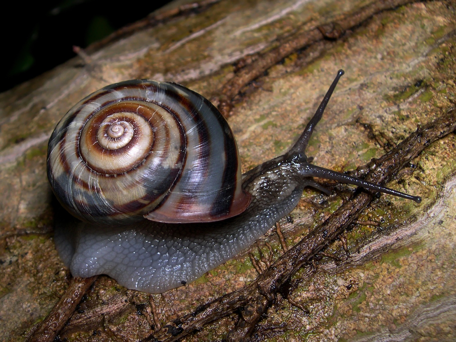 Free download high resolution image - free image free photo free stock image public domain picture -snail on the table