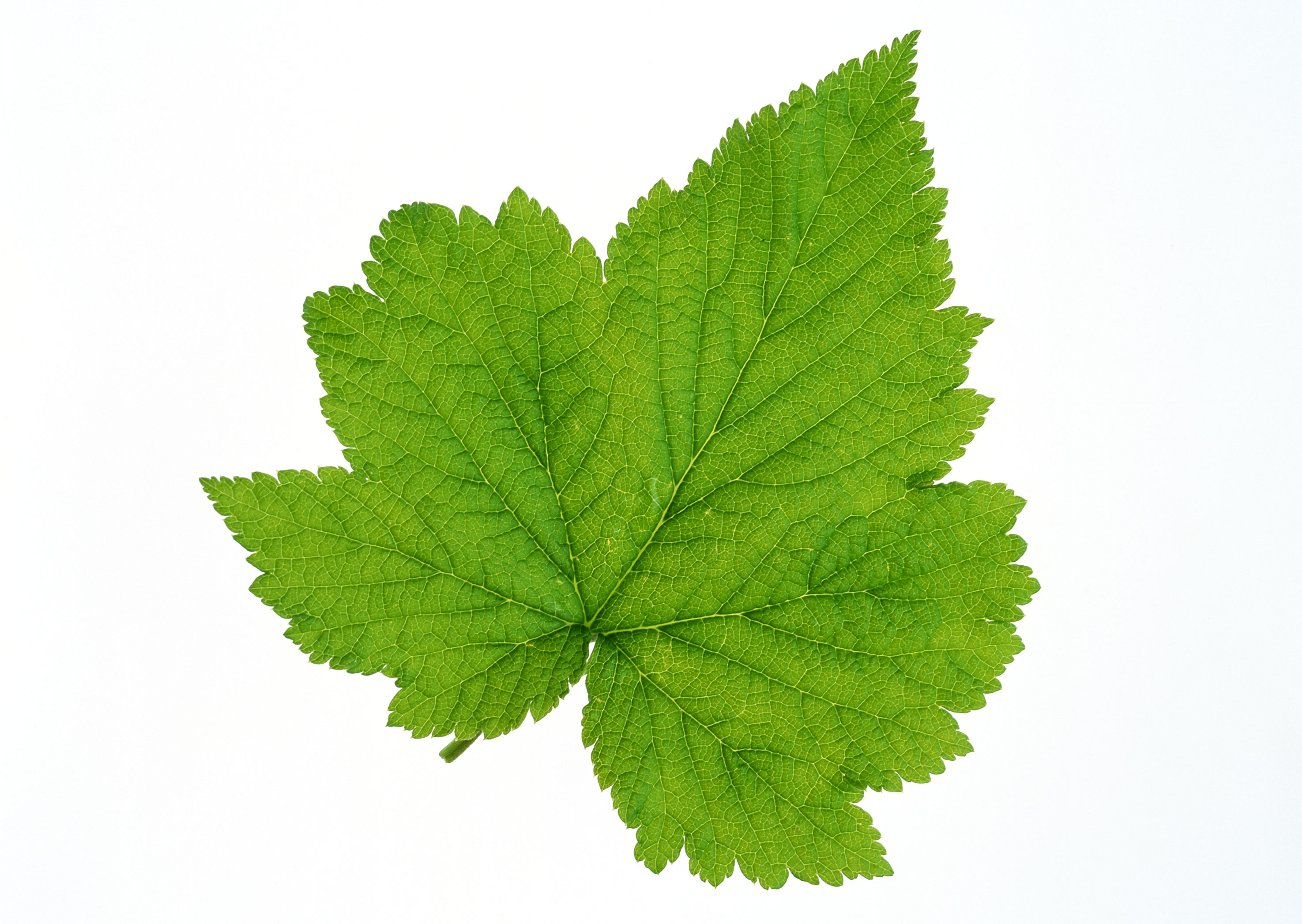 Free download high resolution image - free image free photo free stock image public domain picture -brightly green maple leaf isolated on a white background