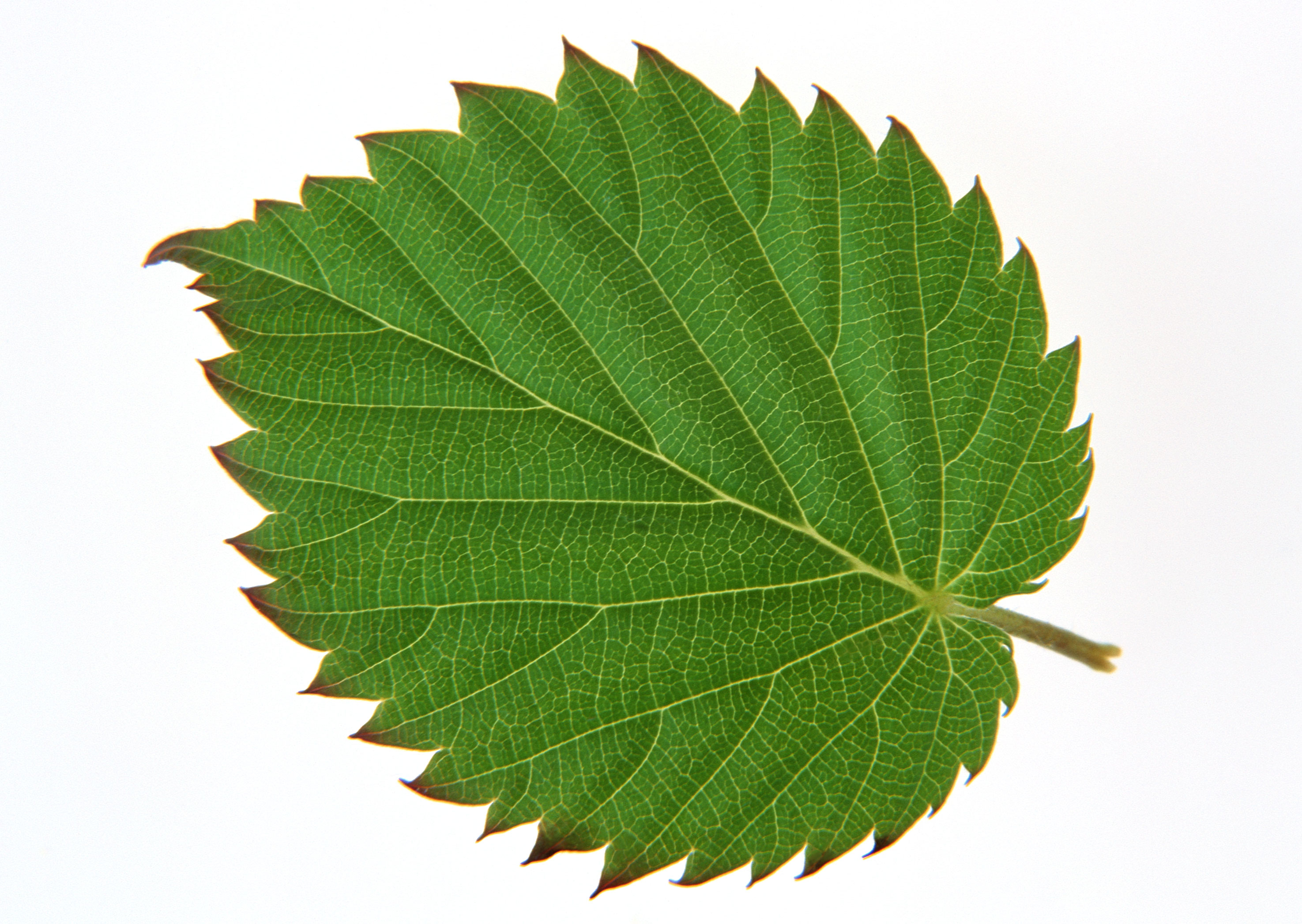 Free download high resolution image - free image free photo free stock image public domain picture -Green leaf. Isolated on a white.