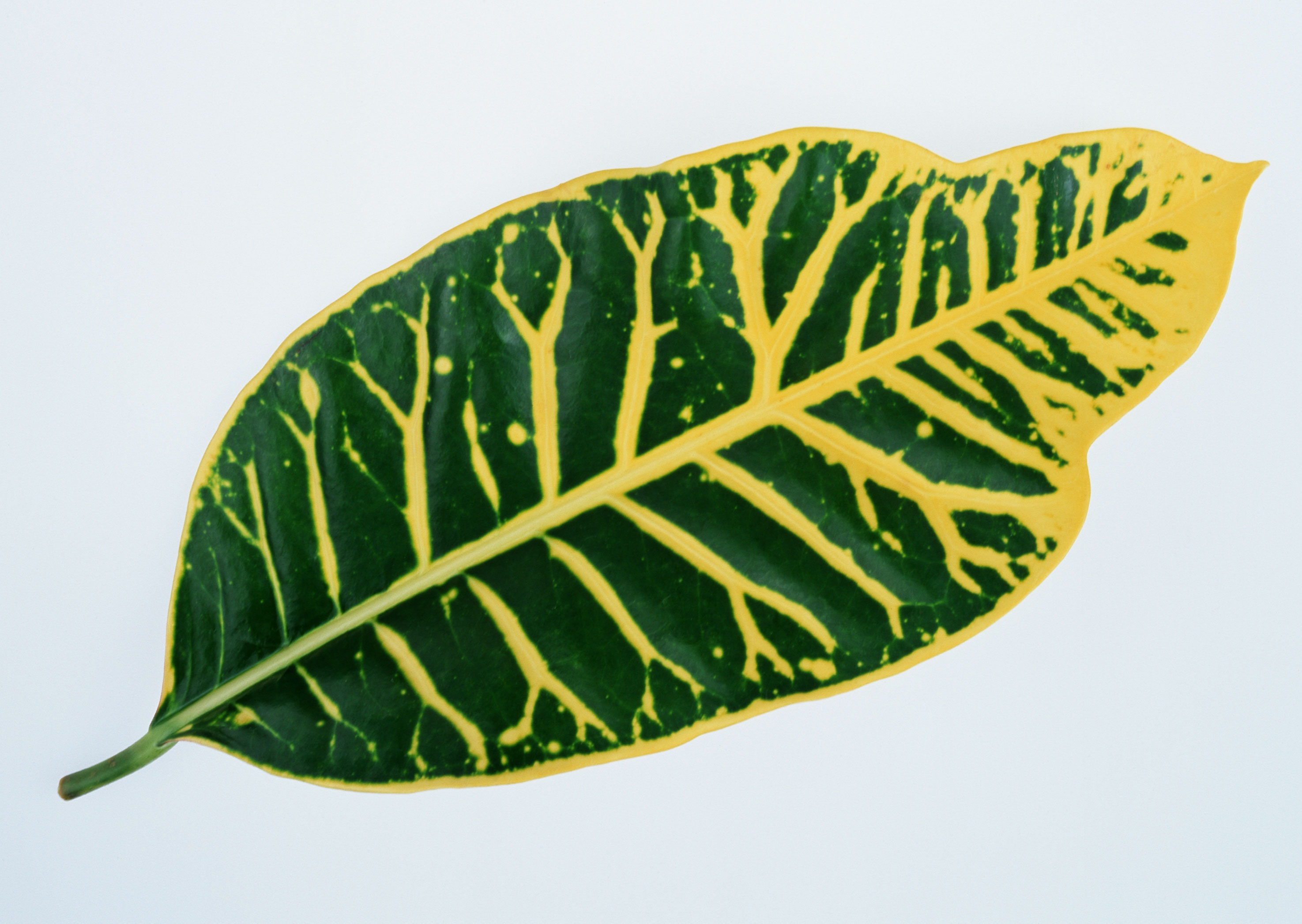 Free download high resolution image - free image free photo free stock image public domain picture -croton leave on white background