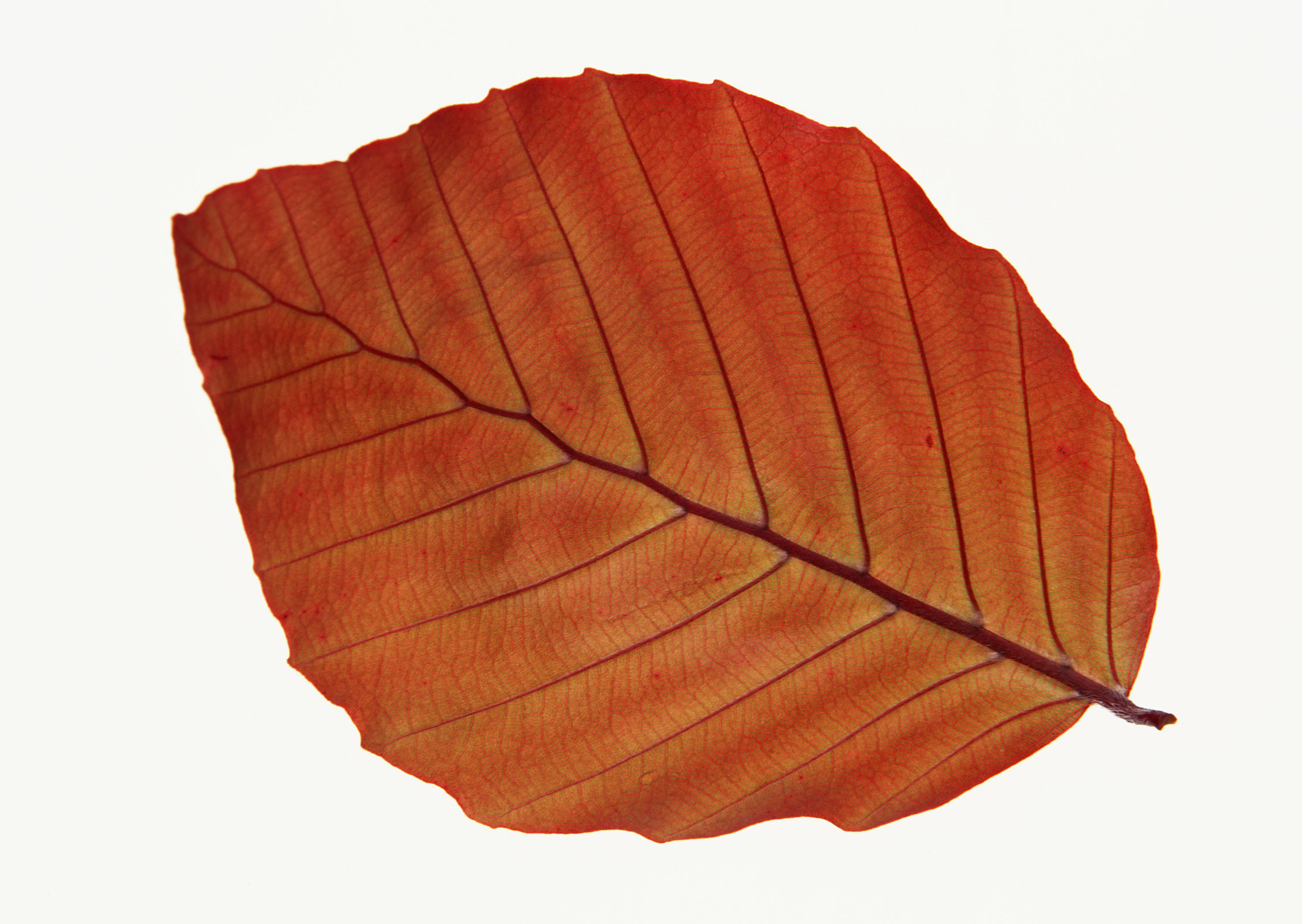 Free download high resolution image - free image free photo free stock image public domain picture -Fall leaf isolated on white background