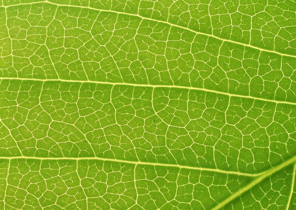 Free download high resolution image - free image free photo free stock image public domain picture  Close up of Green Leaf vein