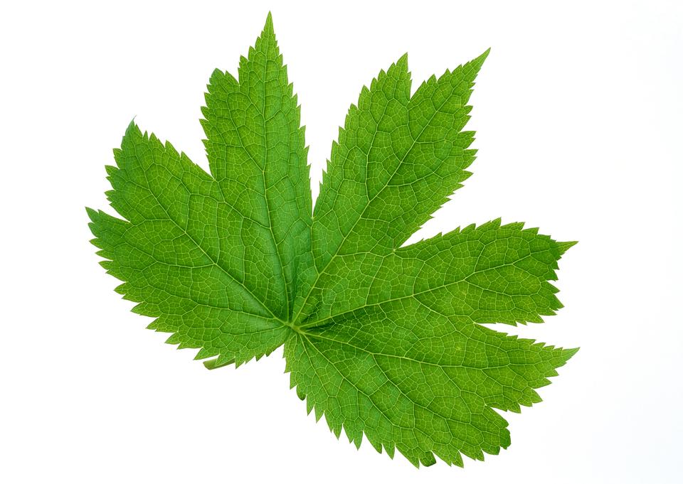 Free download high resolution image - free image free photo free stock image public domain picture  brightly green maple leaf isolated on a white