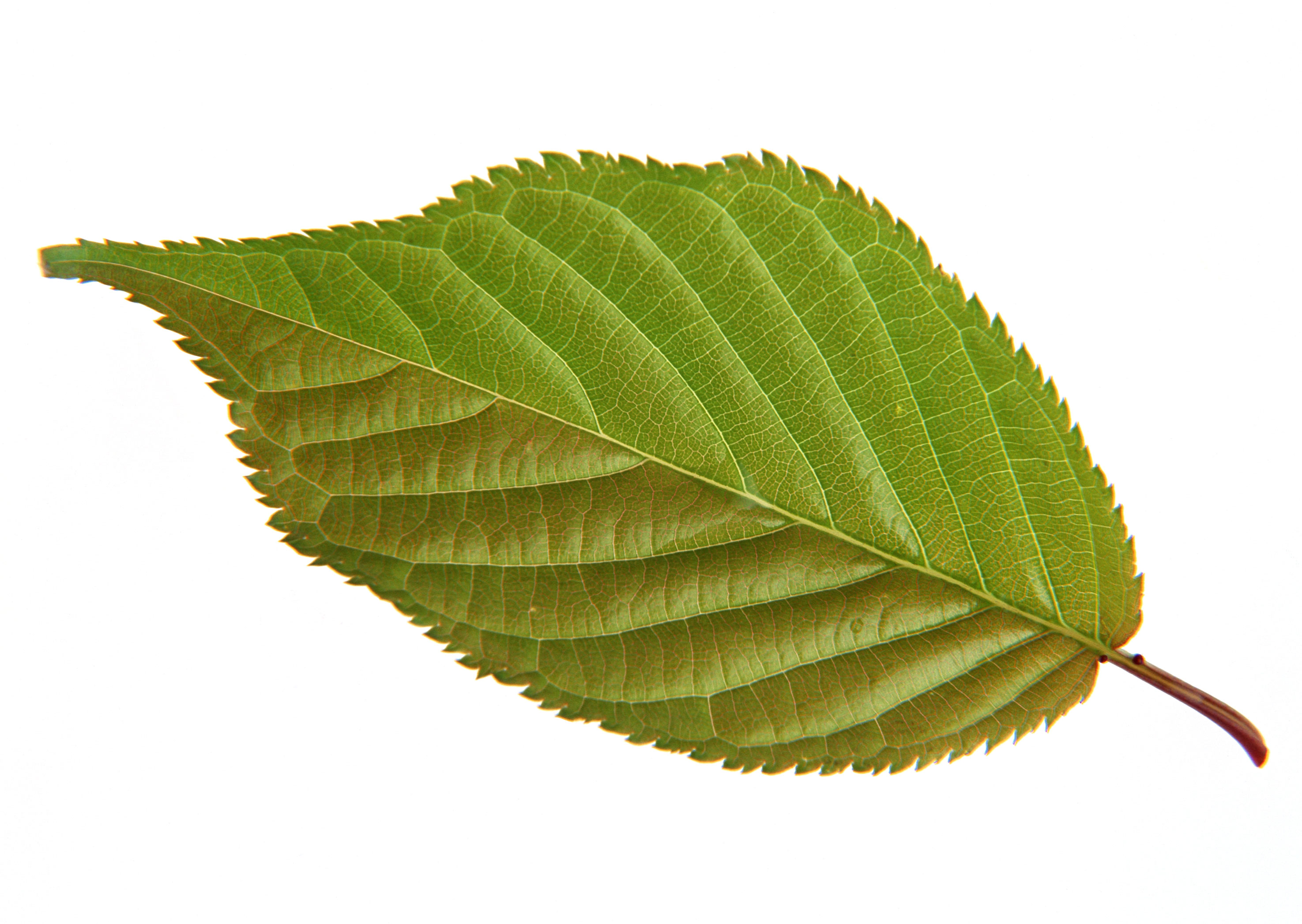 Free download high resolution image - free image free photo free stock image public domain picture -green leaf  isolated on white background