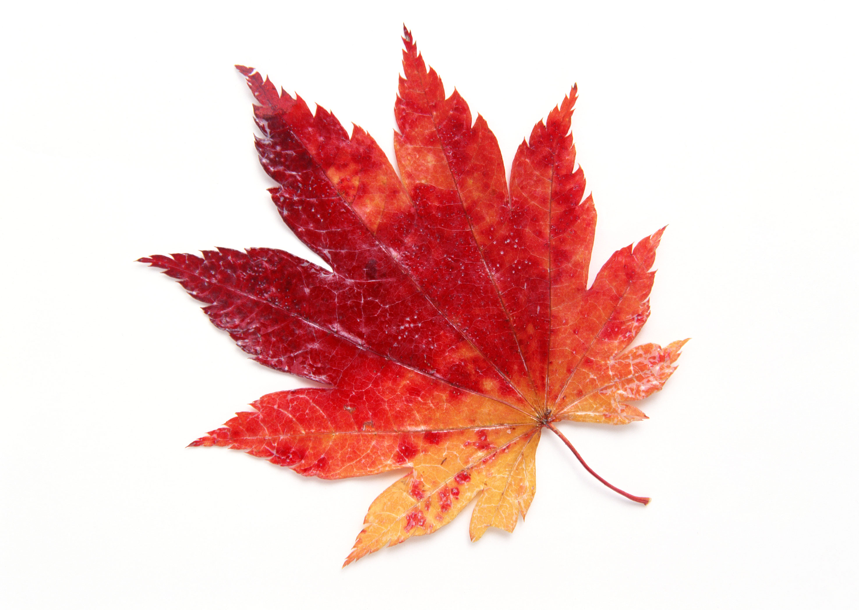 Free download high resolution image - free image free photo free stock image public domain picture -Autumn leaves red