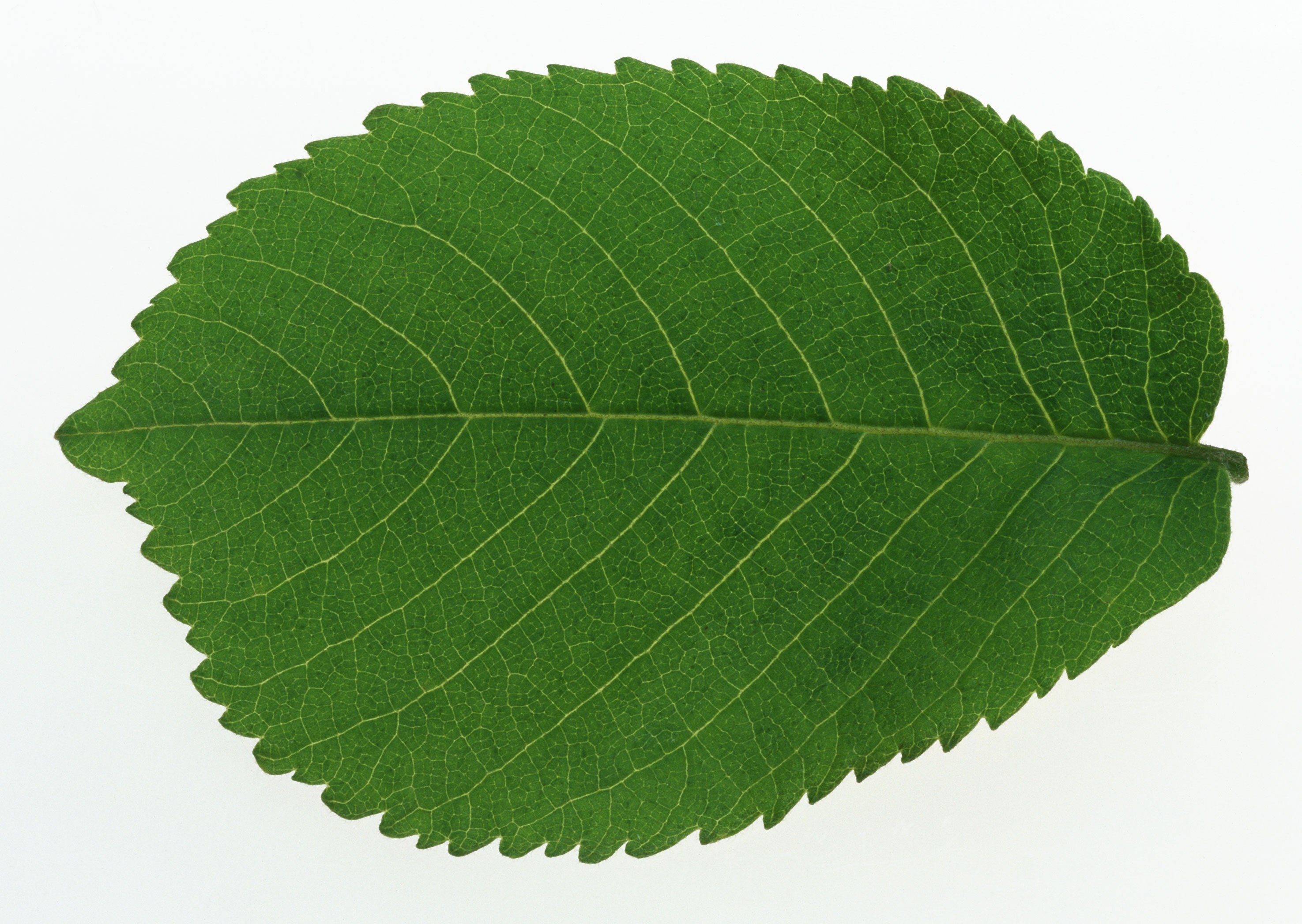 Free download high resolution image - free image free photo free stock image public domain picture -One green leaf close up isolated on white background