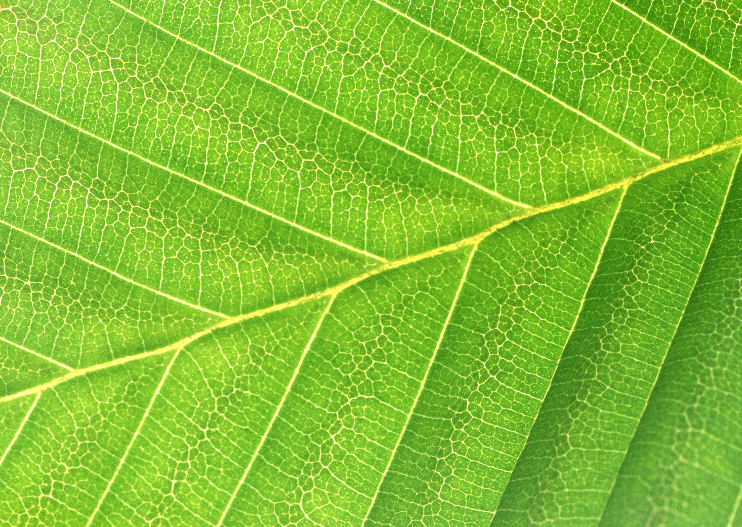 Free download high resolution image - free image free photo free stock image public domain picture -Texture of a green leaf as background