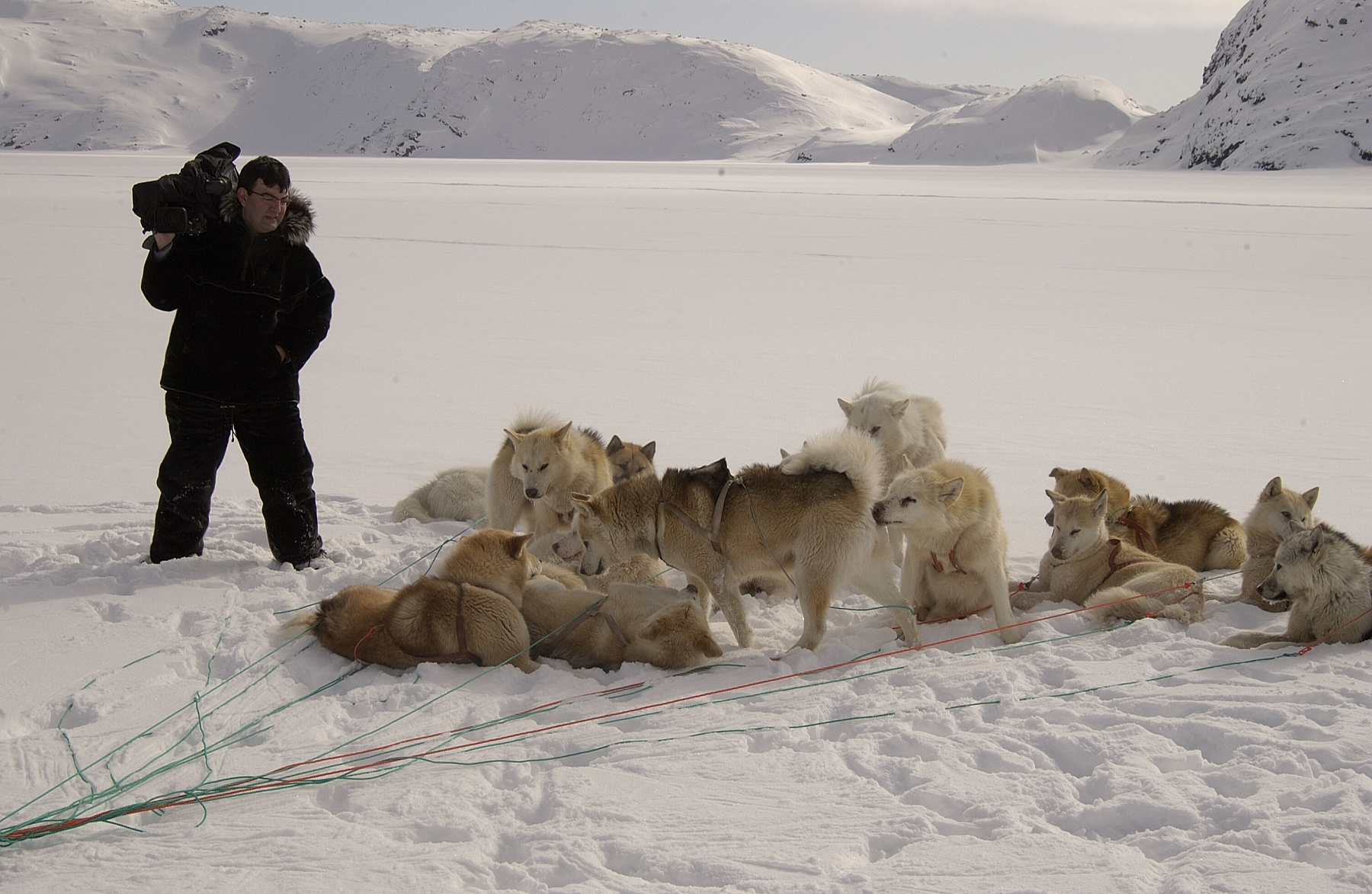 Free download high resolution image - free image free photo free stock image public domain picture -Sled Dogs in Greenland