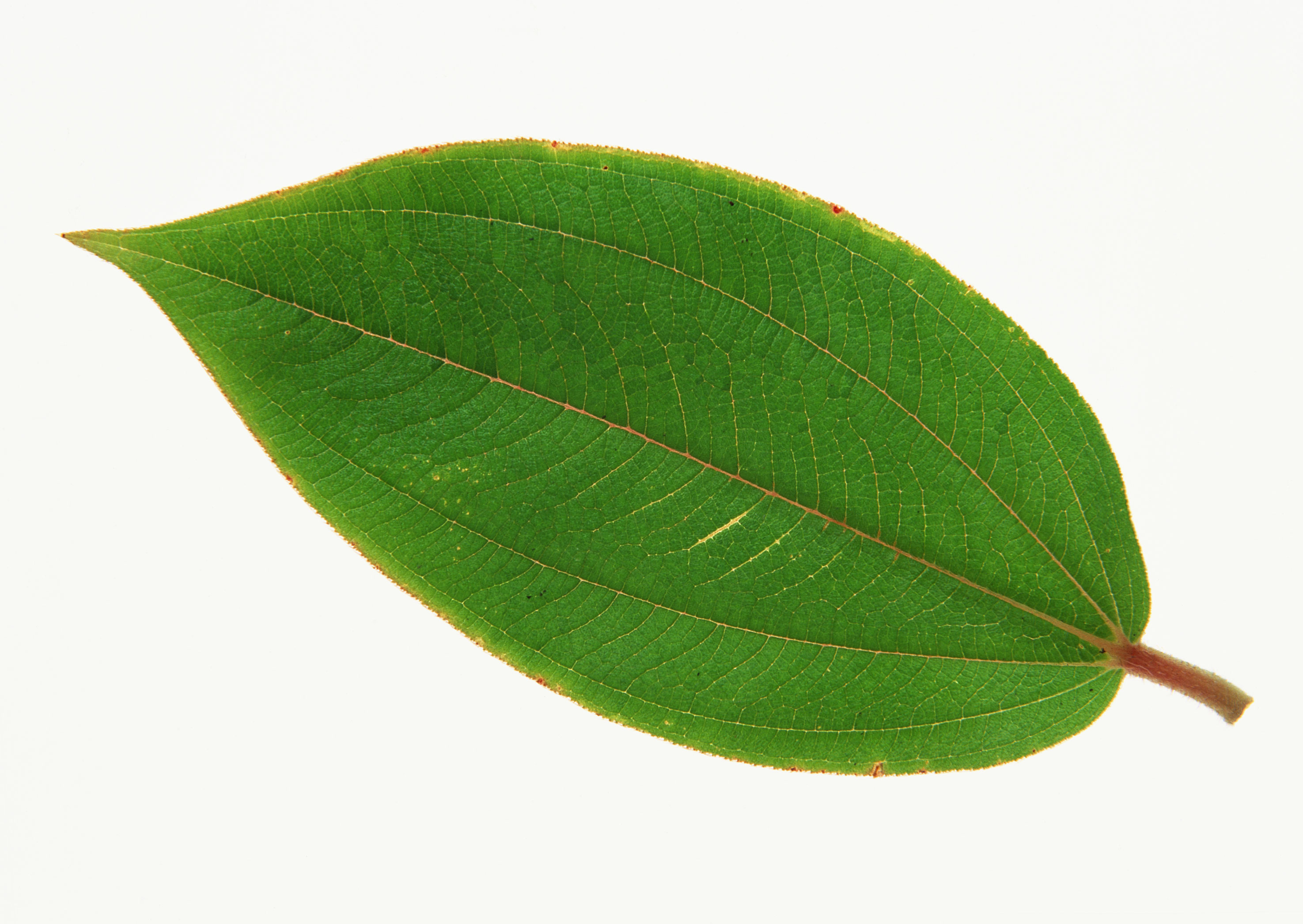 Free download high resolution image - free image free photo free stock image public domain picture -green leaf on a white