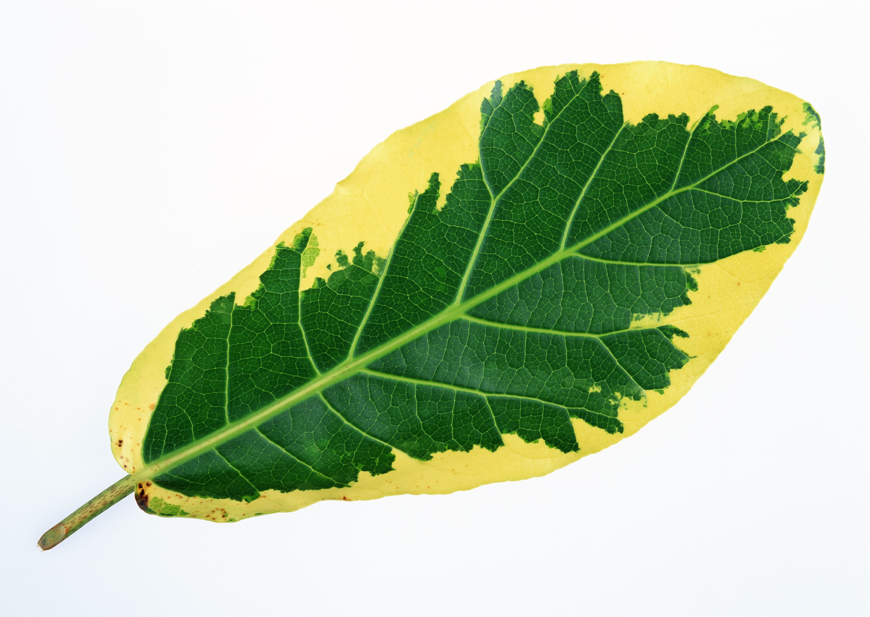 Free download high resolution image - free image free photo free stock image public domain picture -Croton leaf