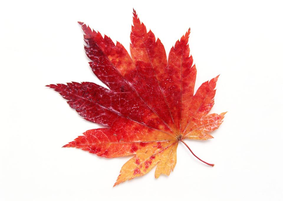 Free download high resolution image - free image free photo free stock image public domain picture  Autumn leaves red