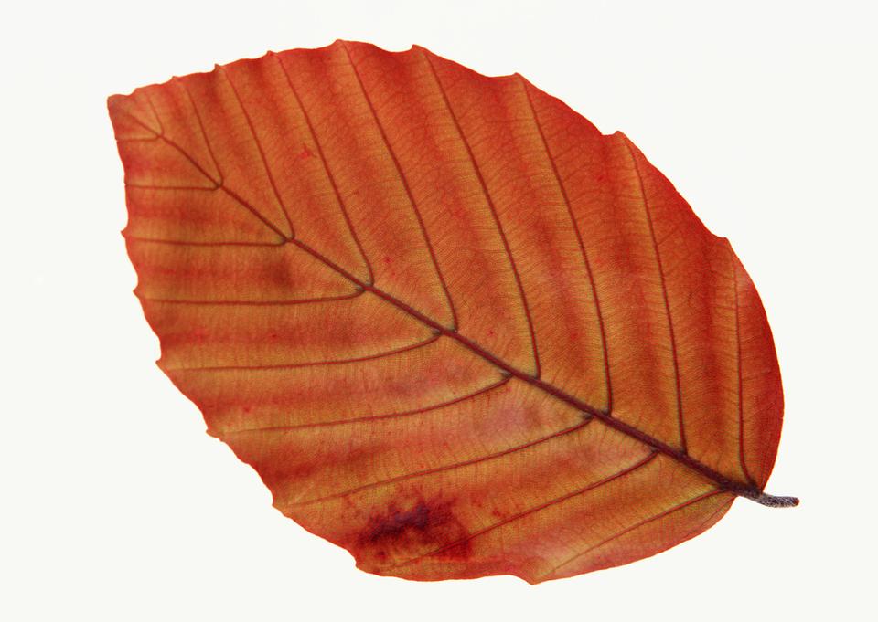 Free download high resolution image - free image free photo free stock image public domain picture  Fall leaf isolated