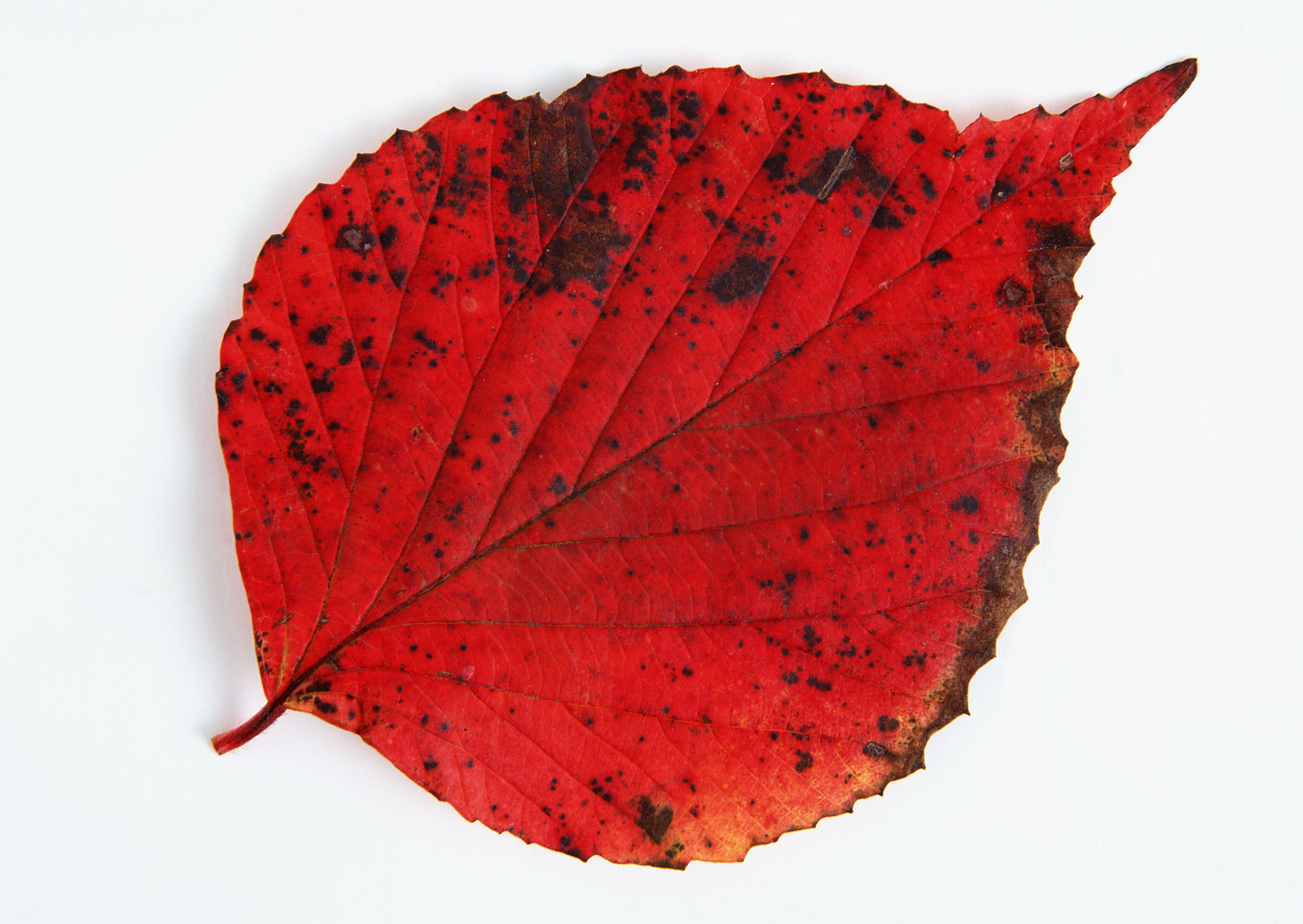 Free download high resolution image - free image free photo free stock image public domain picture -Autumn leaf