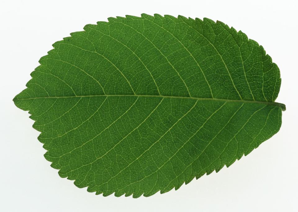 Free download high resolution image - free image free photo free stock image public domain picture  One green leaf close up isolated on white background