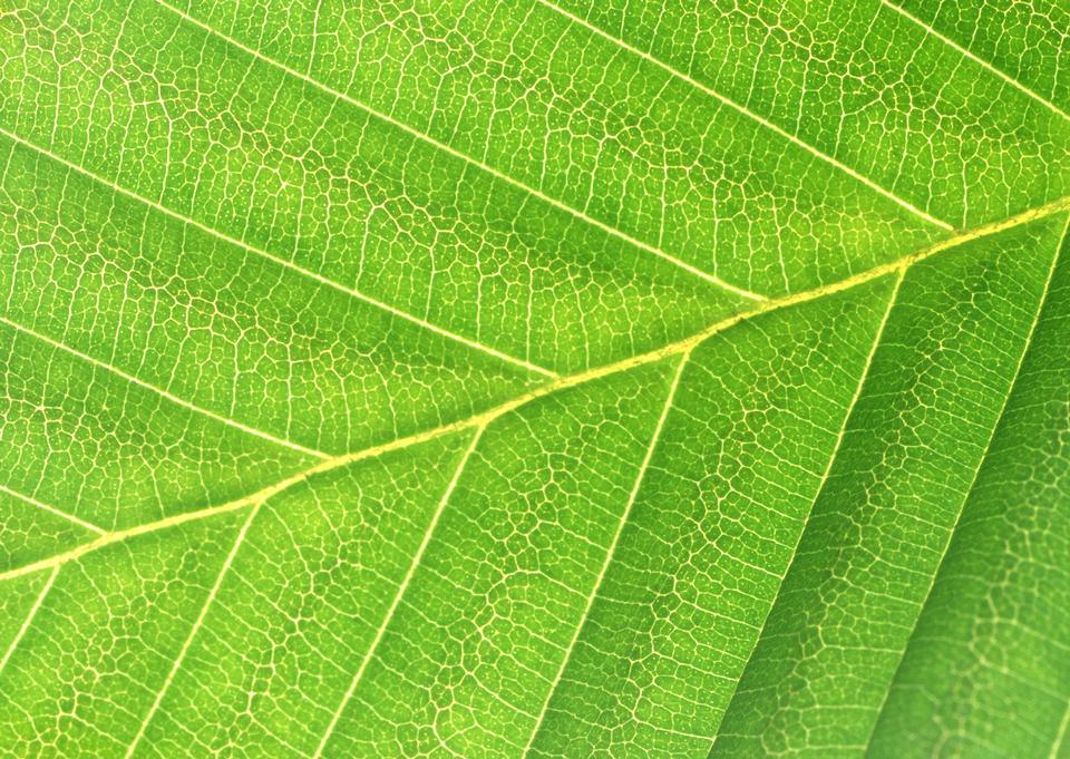 Free download high resolution image - free image free photo free stock image public domain picture  Texture of a green leaf as background