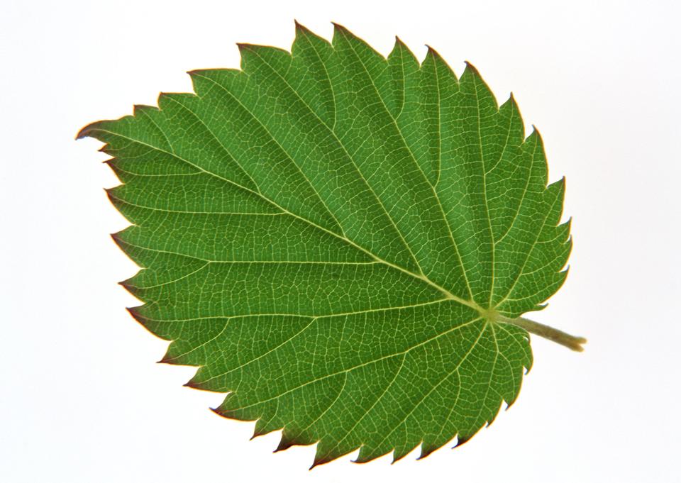 Free download high resolution image - free image free photo free stock image public domain picture  Green leaf. Isolated on a white.