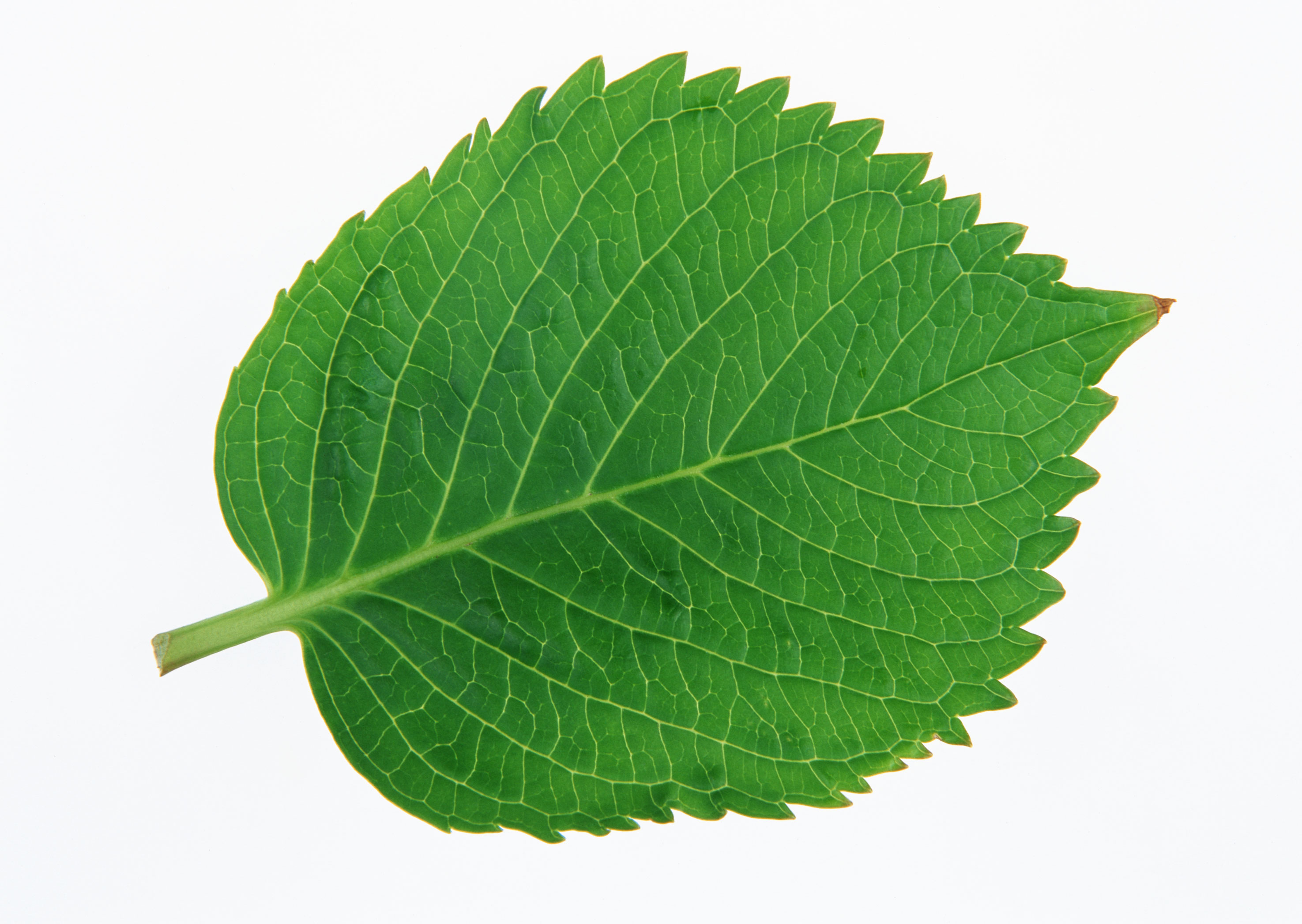 Free download high resolution image - free image free photo free stock image public domain picture -Green of perilla leaf