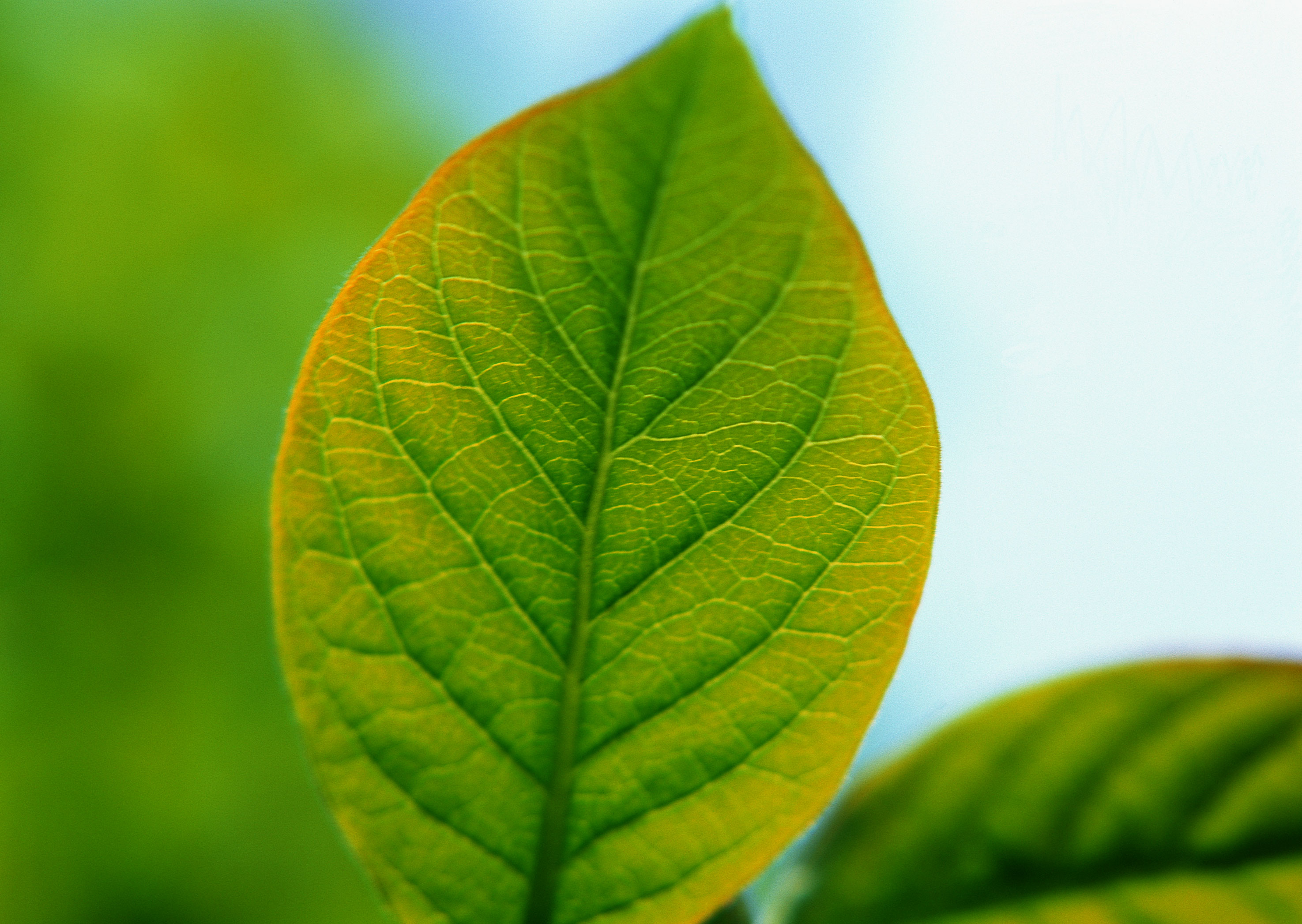 Free download high resolution image - free image free photo free stock image public domain picture -fresh leaves