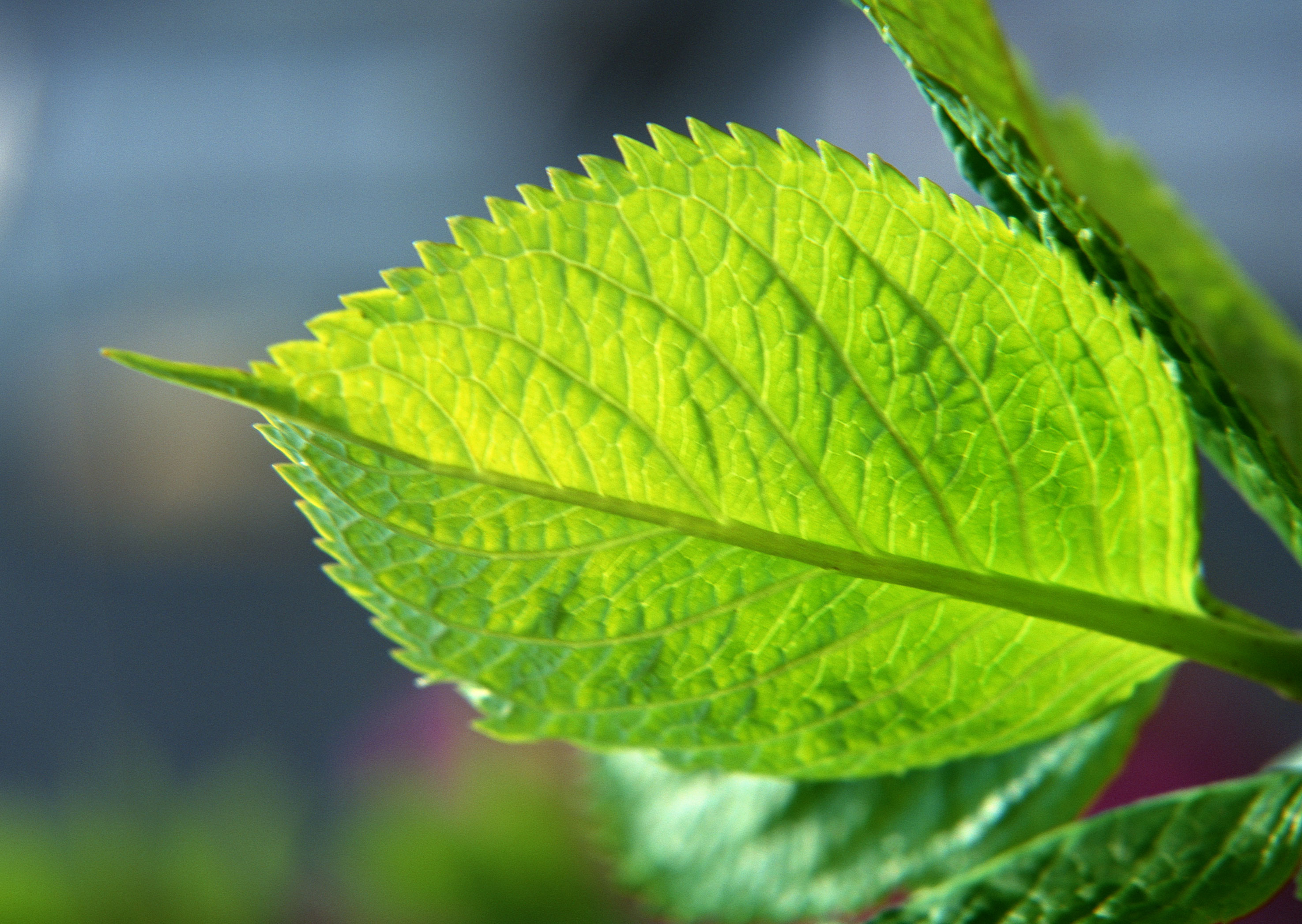 Free download high resolution image - free image free photo free stock image public domain picture -fresh mint leaves