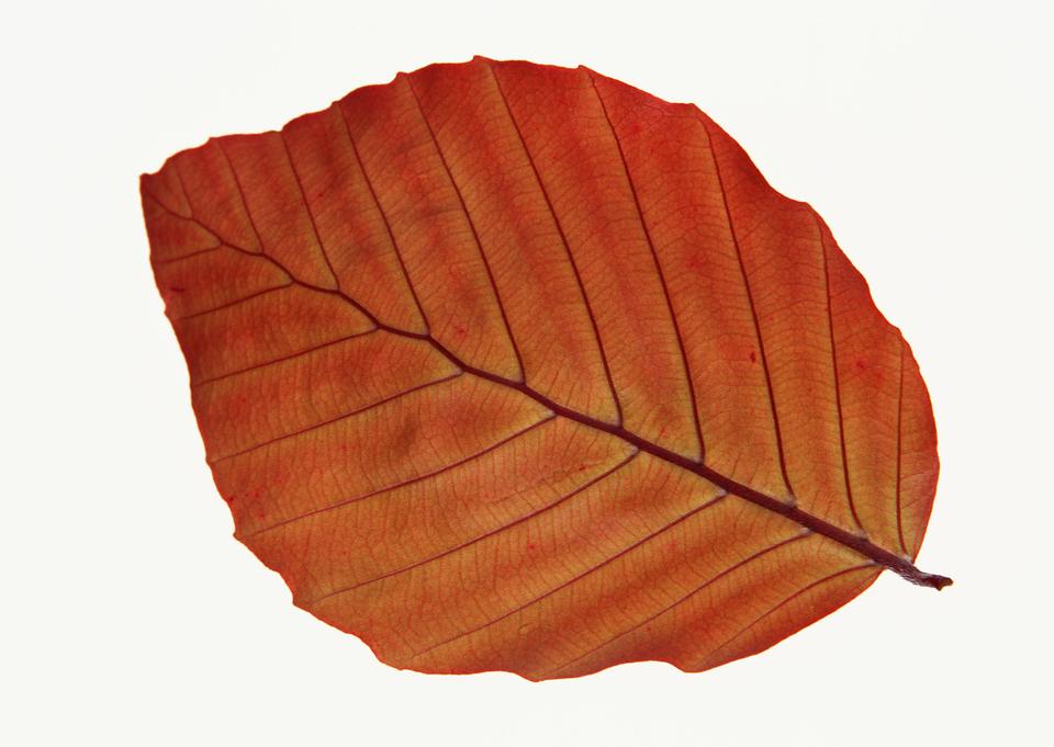 Free download high resolution image - free image free photo free stock image public domain picture  Fall leaf isolated on white background