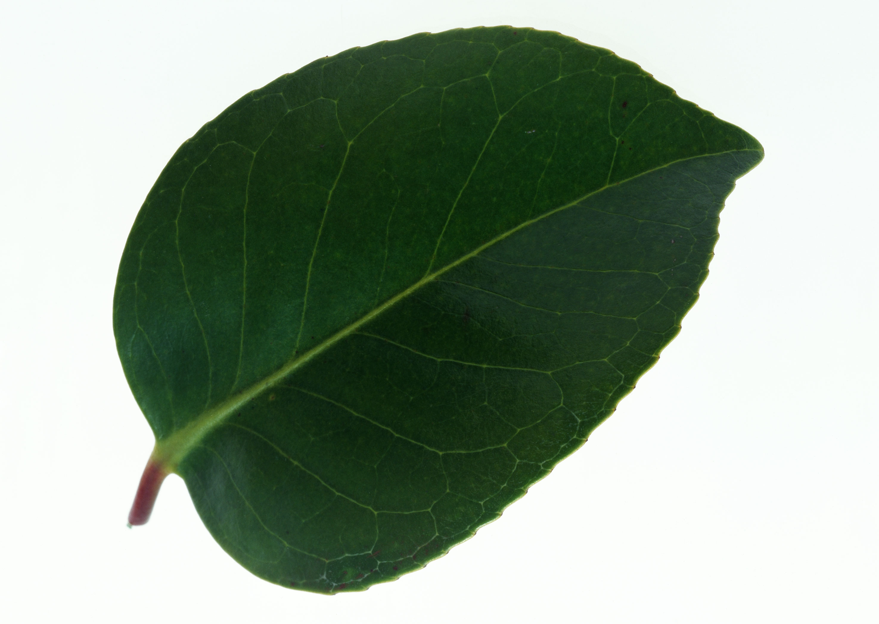 Free download high resolution image - free image free photo free stock image public domain picture -Dark green leaf isolated on white