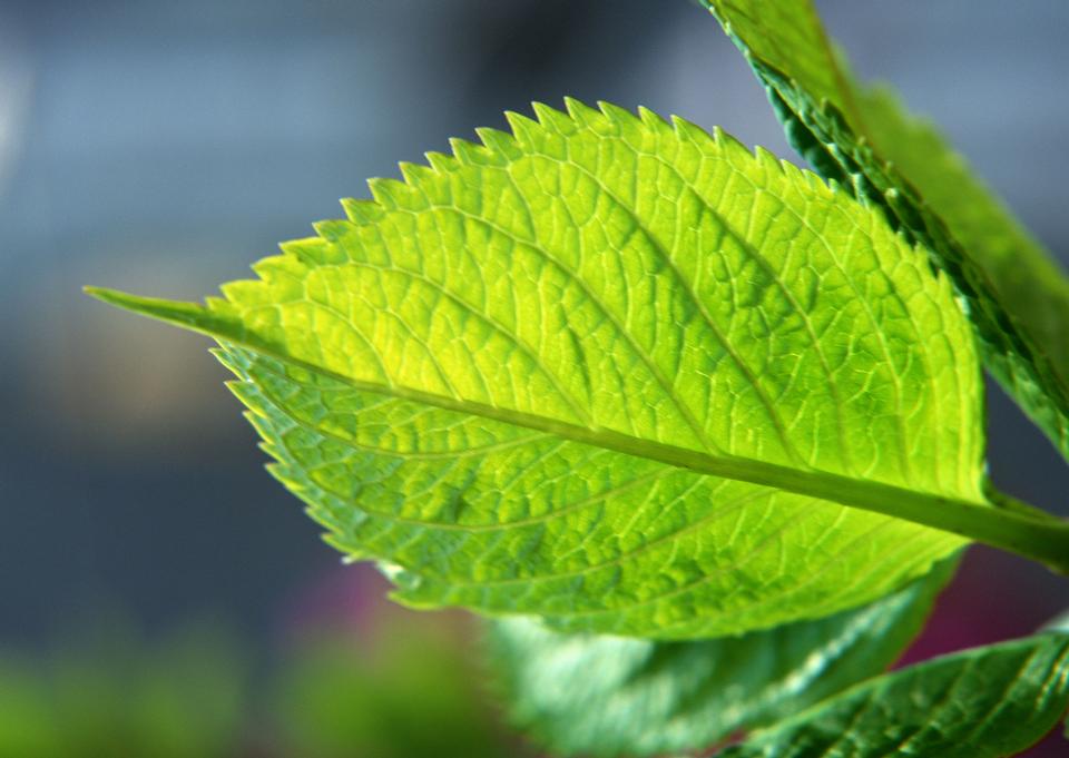 Free download high resolution image - free image free photo free stock image public domain picture  fresh mint leaves