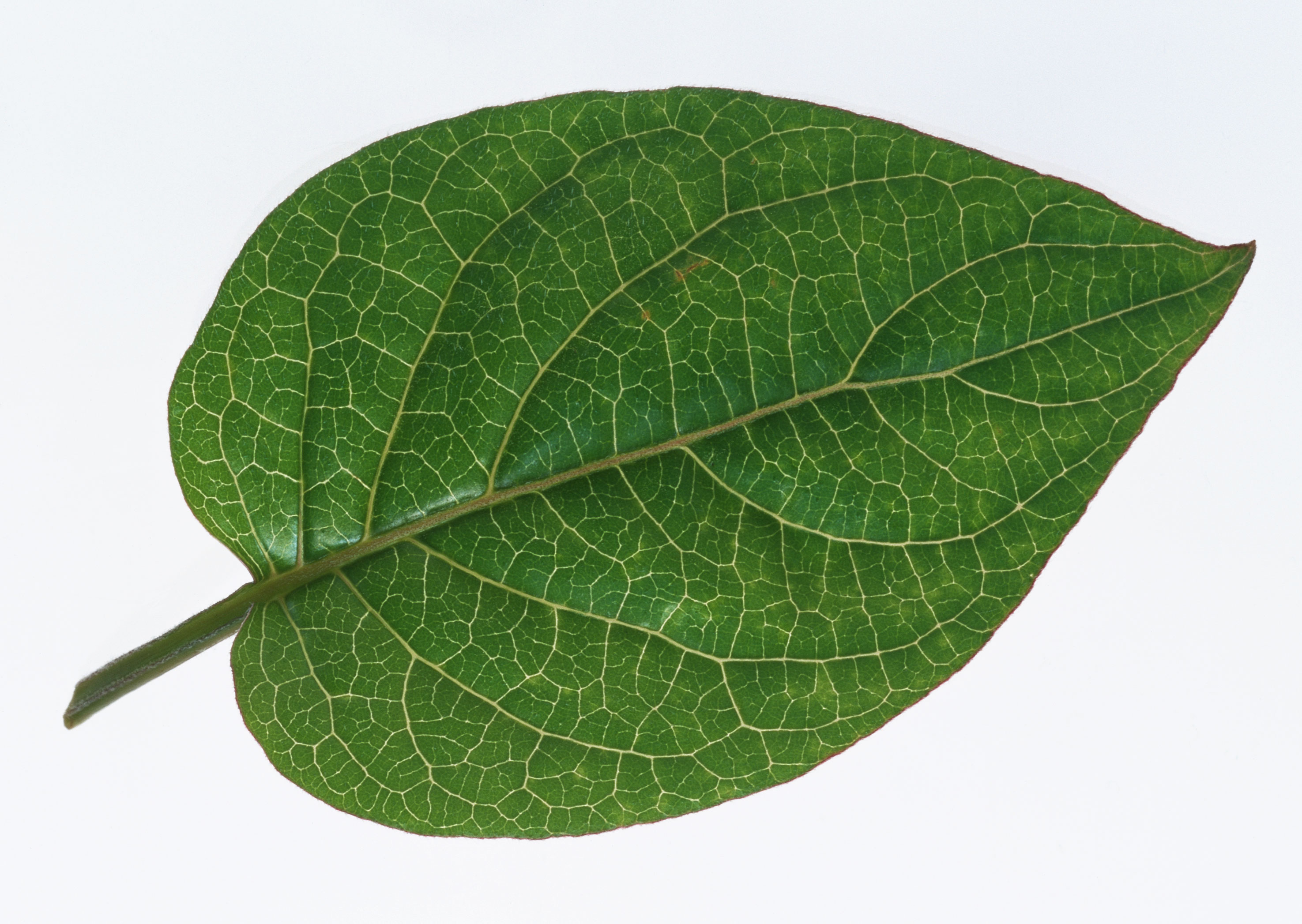 Free download high resolution image - free image free photo free stock image public domain picture -One green leaf  isolated on white background