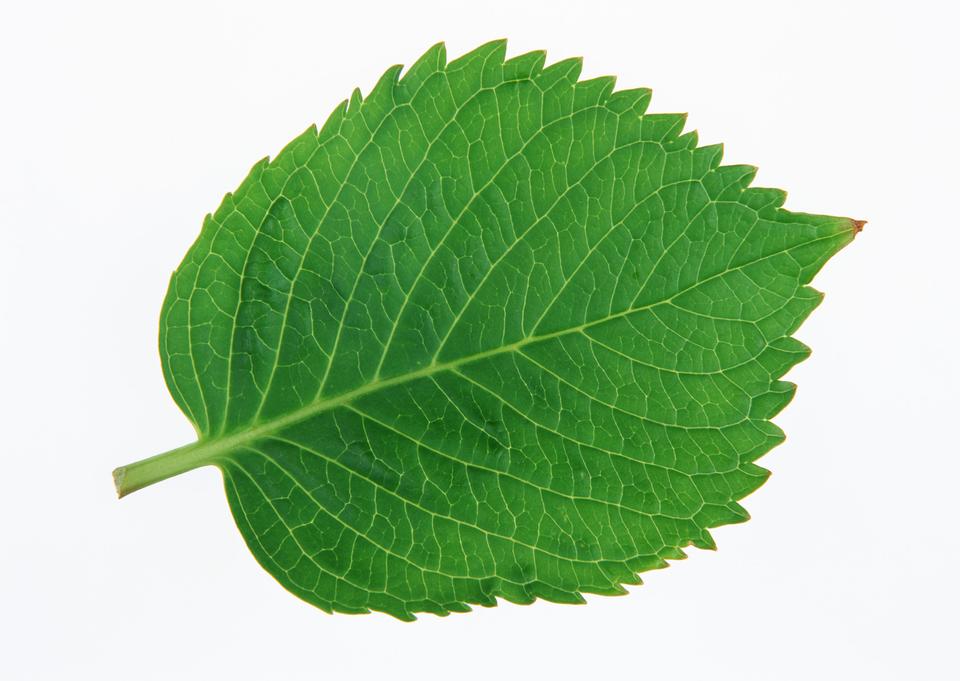 Free download high resolution image - free image free photo free stock image public domain picture  Green of perilla leaf