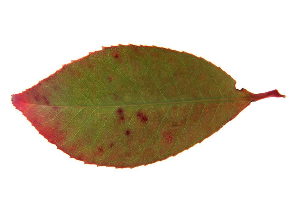 Free download high resolution image - free image free photo free stock image public domain picture  Leaf isolated on a white background