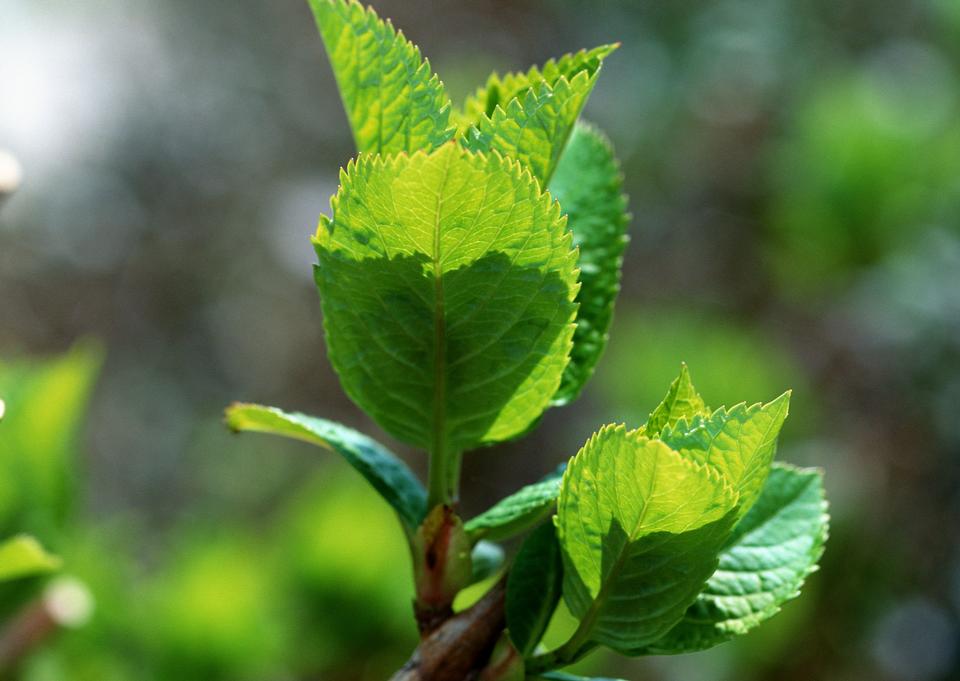 Free download high resolution image - free image free photo free stock image public domain picture  Mint leaf