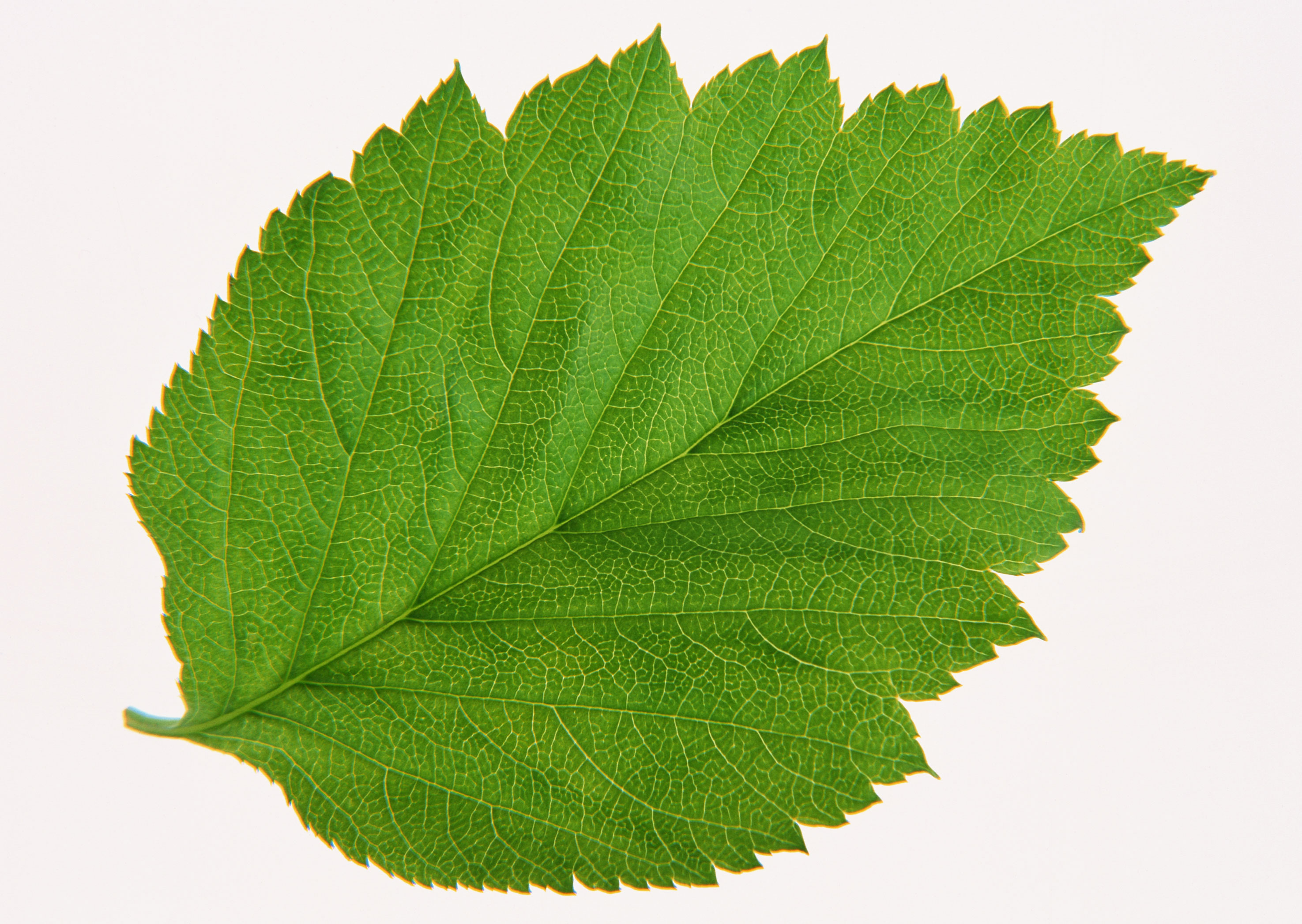 Free download high resolution image - free image free photo free stock image public domain picture -Green leaf of Hibiscus; closeup on white background