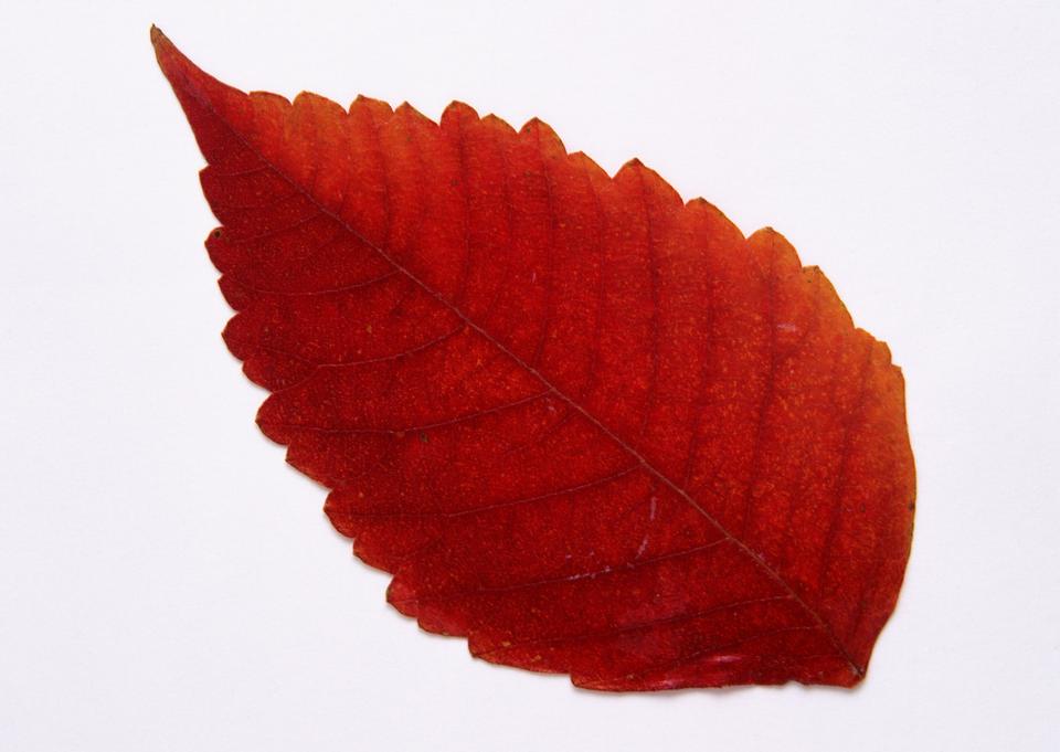 Free download high resolution image - free image free photo free stock image public domain picture  Autumn virginia creeper leaves on white background.